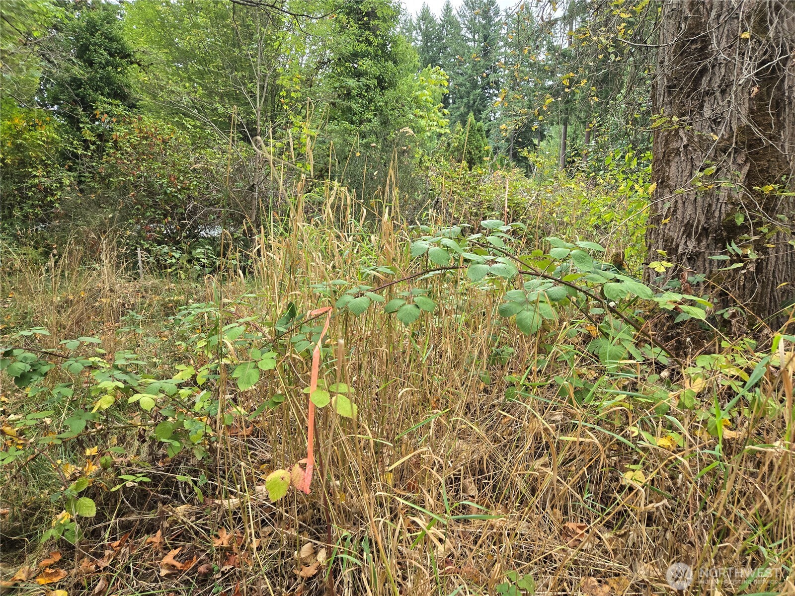 12628 208th Place Property Photo 31