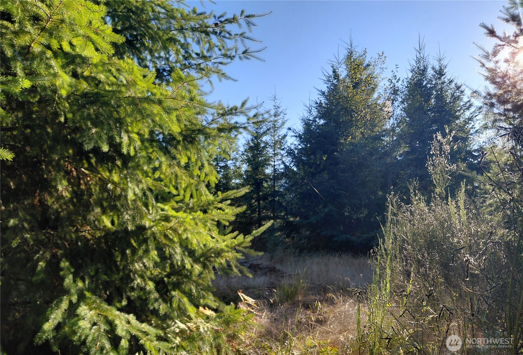 0 Lot 7 Buck Drive Property Photo 3