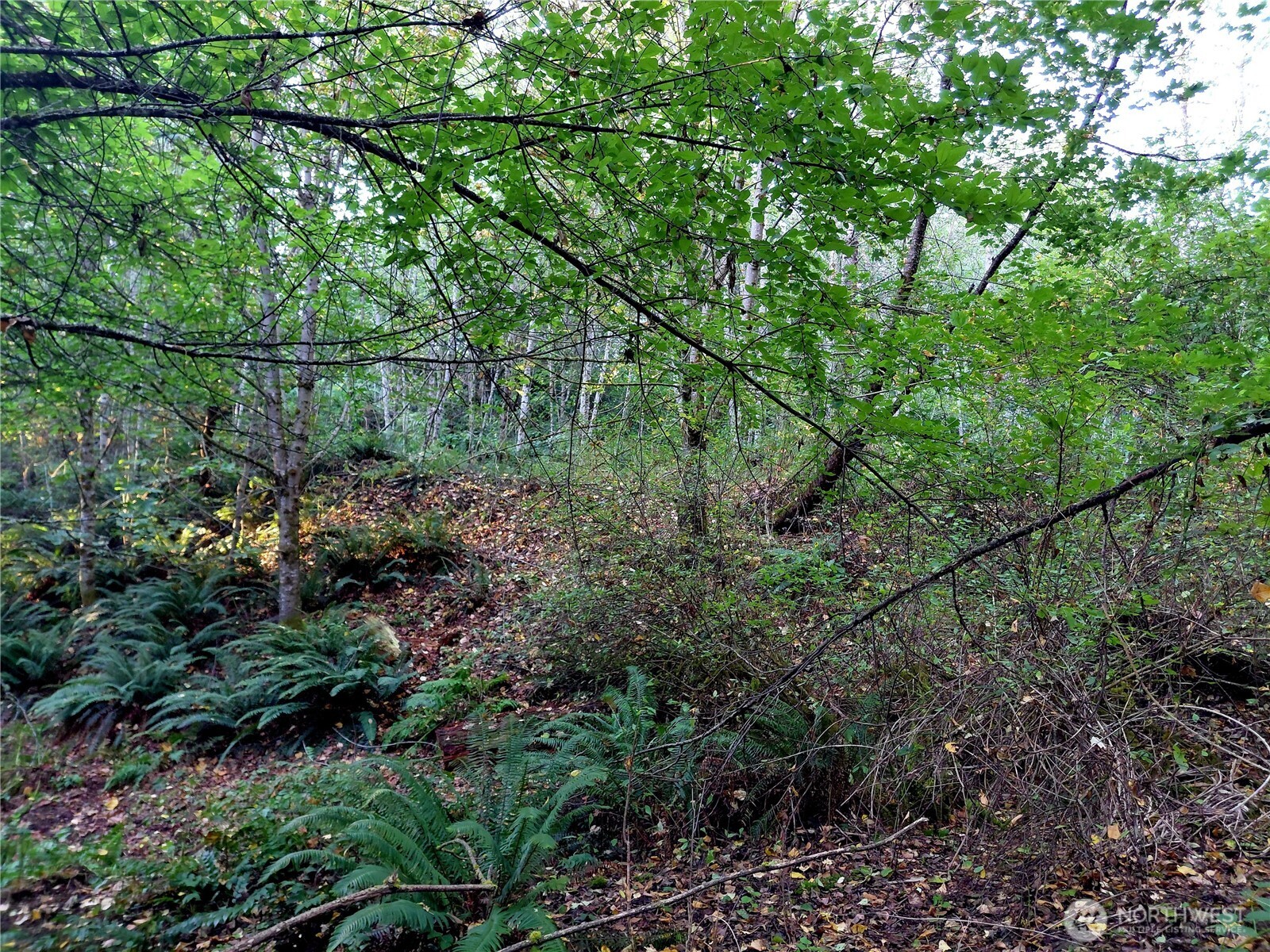 0 Lot 7 Buck Drive Property Photo 6