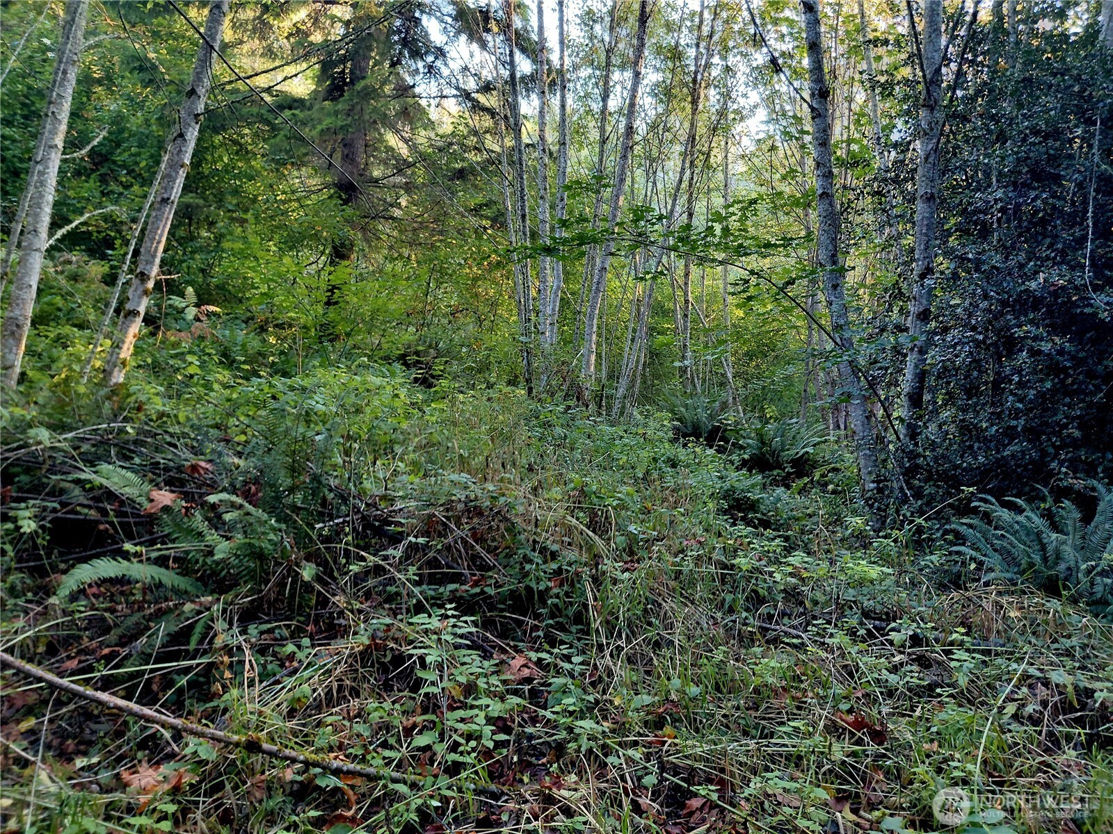 0 Lot 7 Buck Drive Property Photo 8