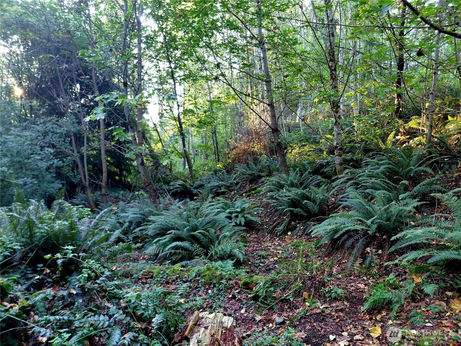 0 Lot 7 Buck Drive Property Photo 9