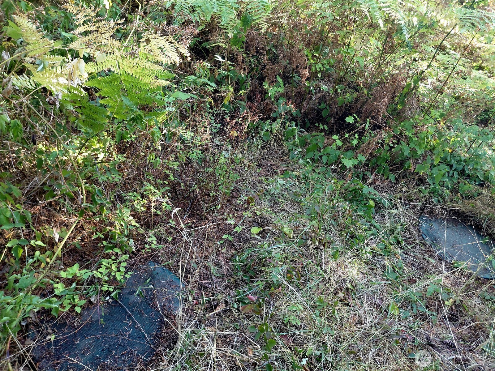 0 Lot 7 Buck Drive Property Photo 11