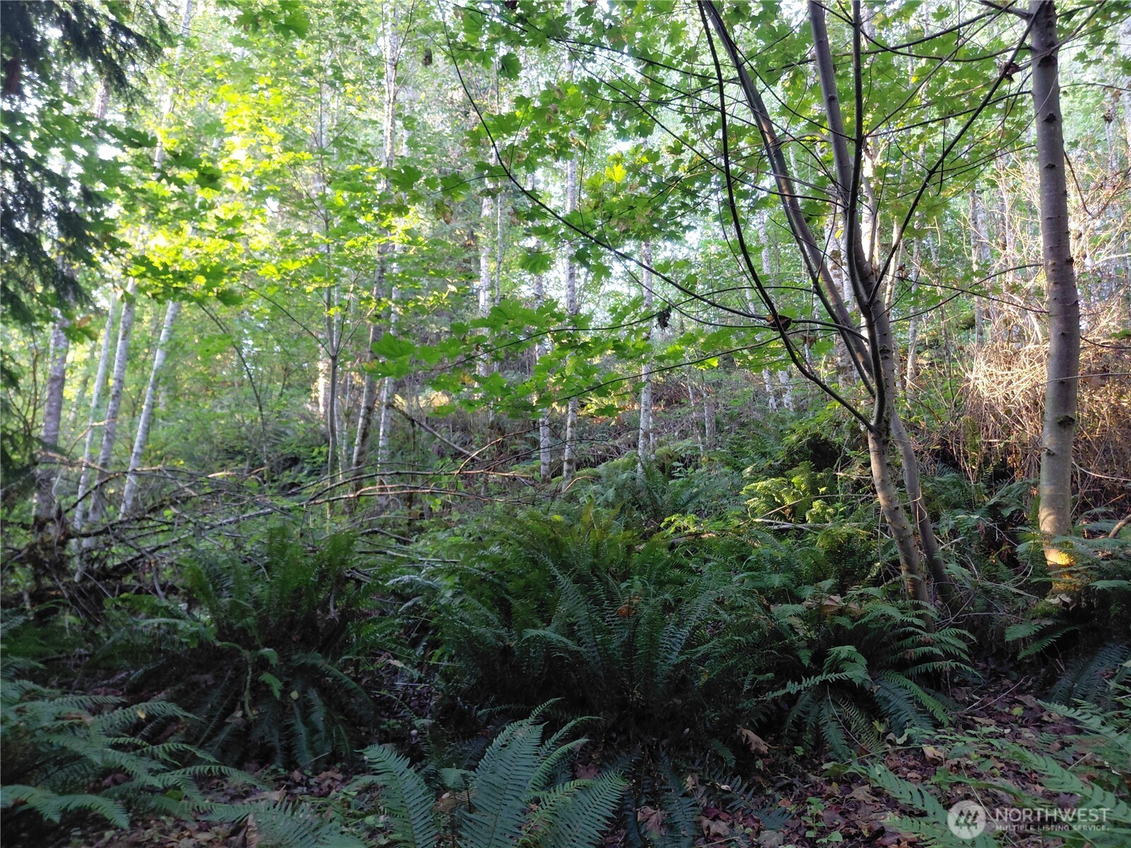 0 Lot 7 Buck Drive Property Photo 14