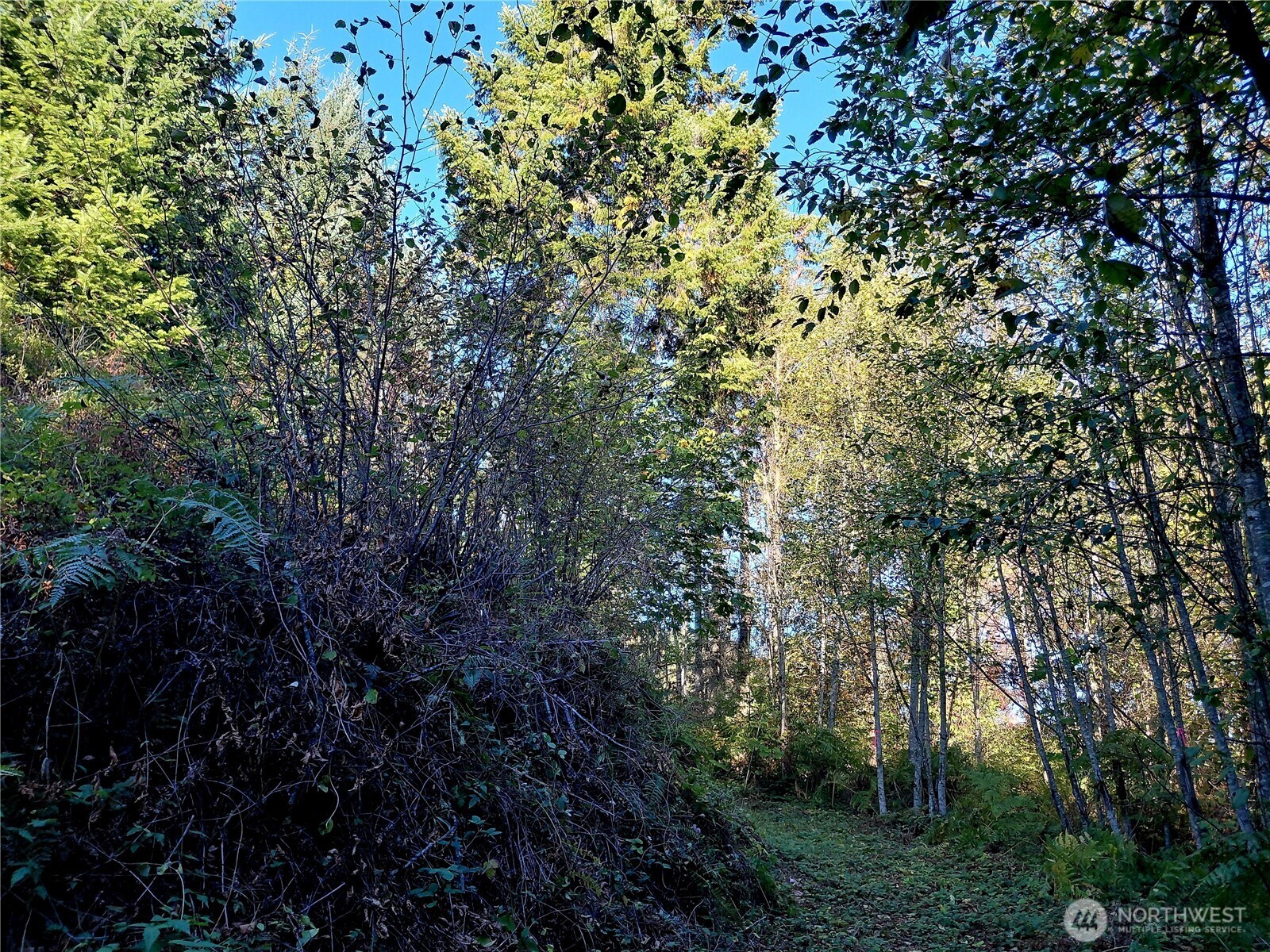 0 Lot 7 Buck Drive Property Photo 16