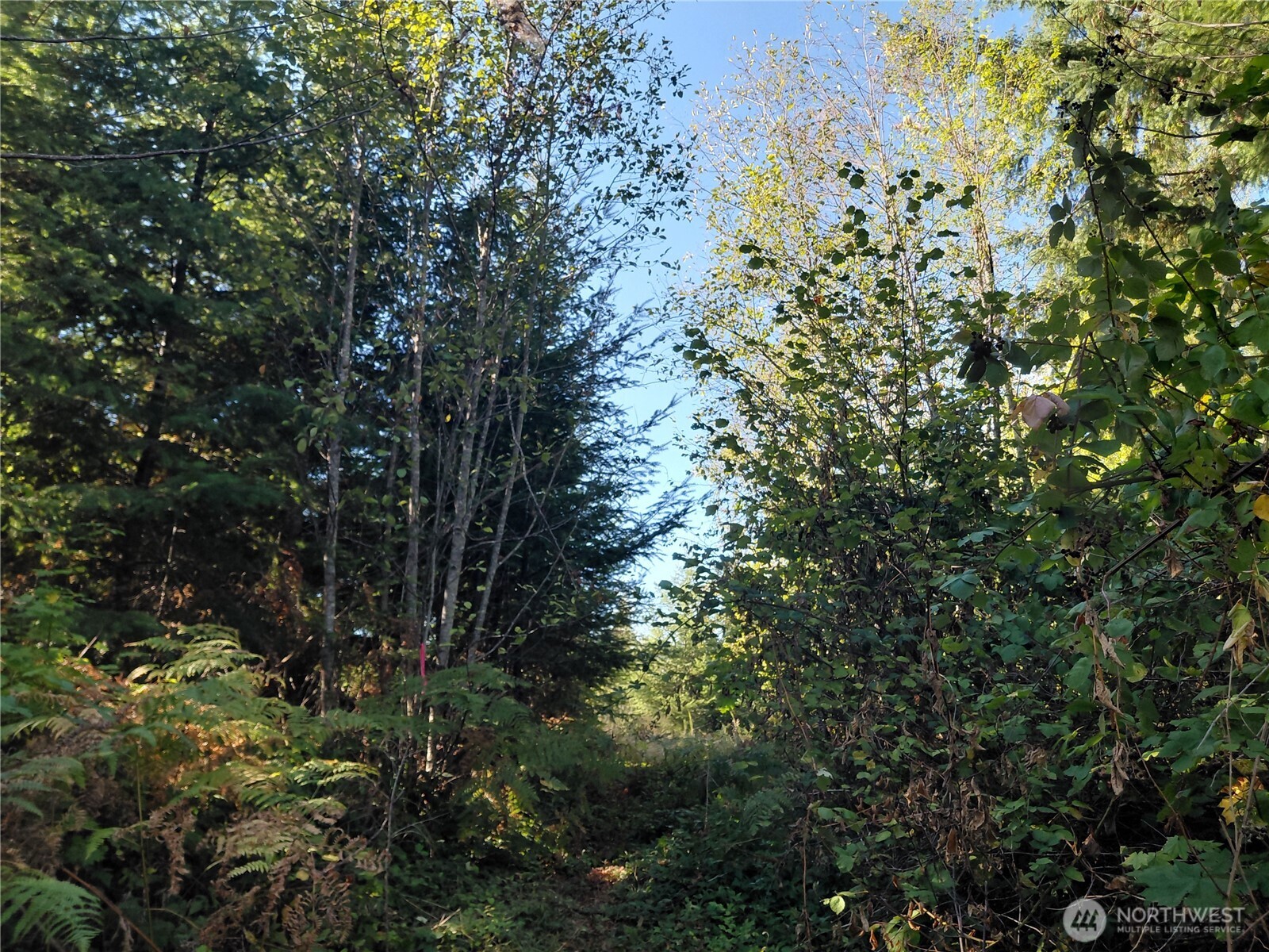 0 Lot 7 Buck Drive Property Photo 17