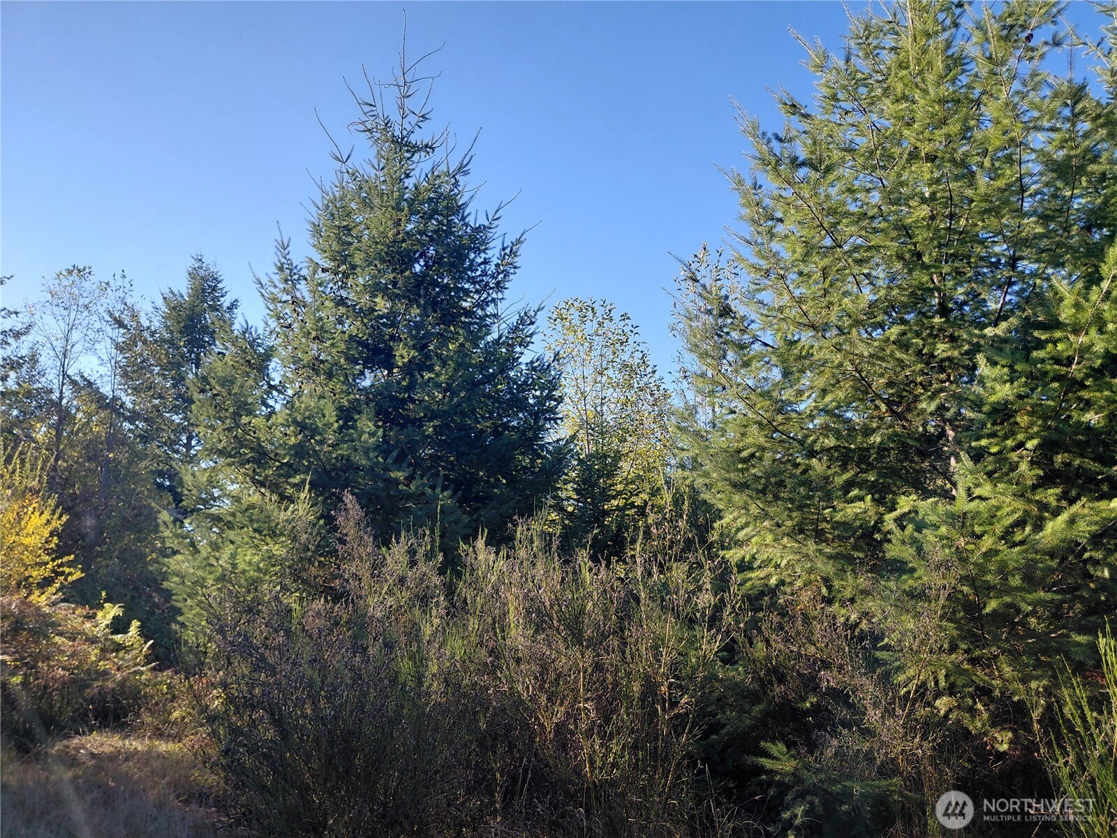0 Lot 7 Buck Drive Property Photo 18