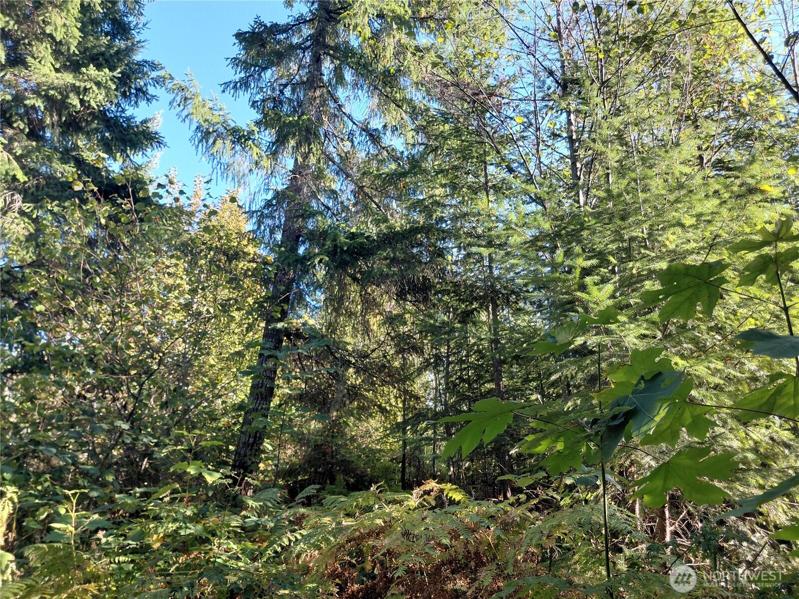 0 Lot 7 Buck Drive Property Photo 19