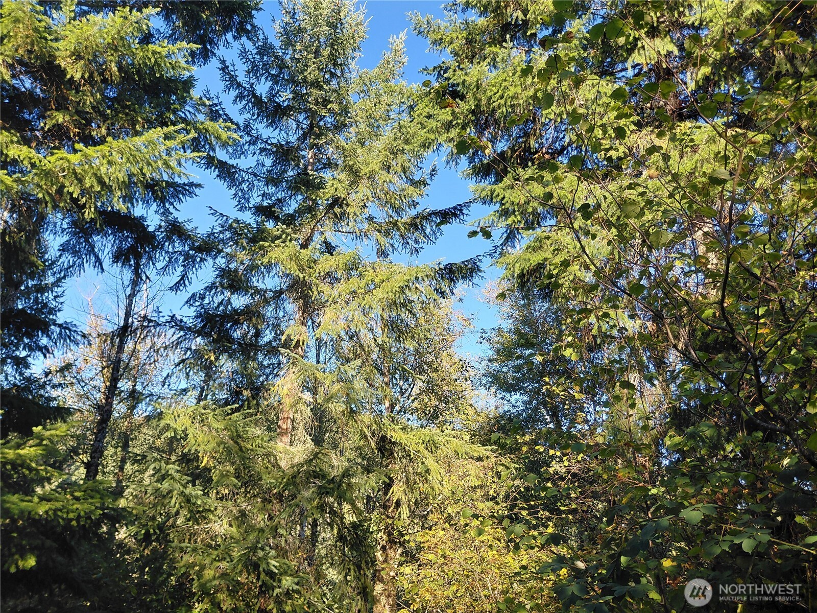 0 Lot 7 Buck Drive Property Photo 21