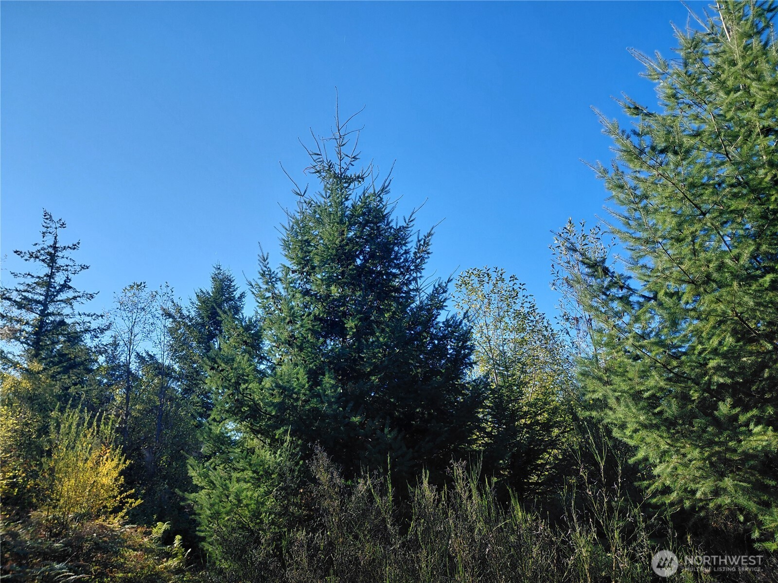 0 Lot 7 Buck Drive Property Photo 22