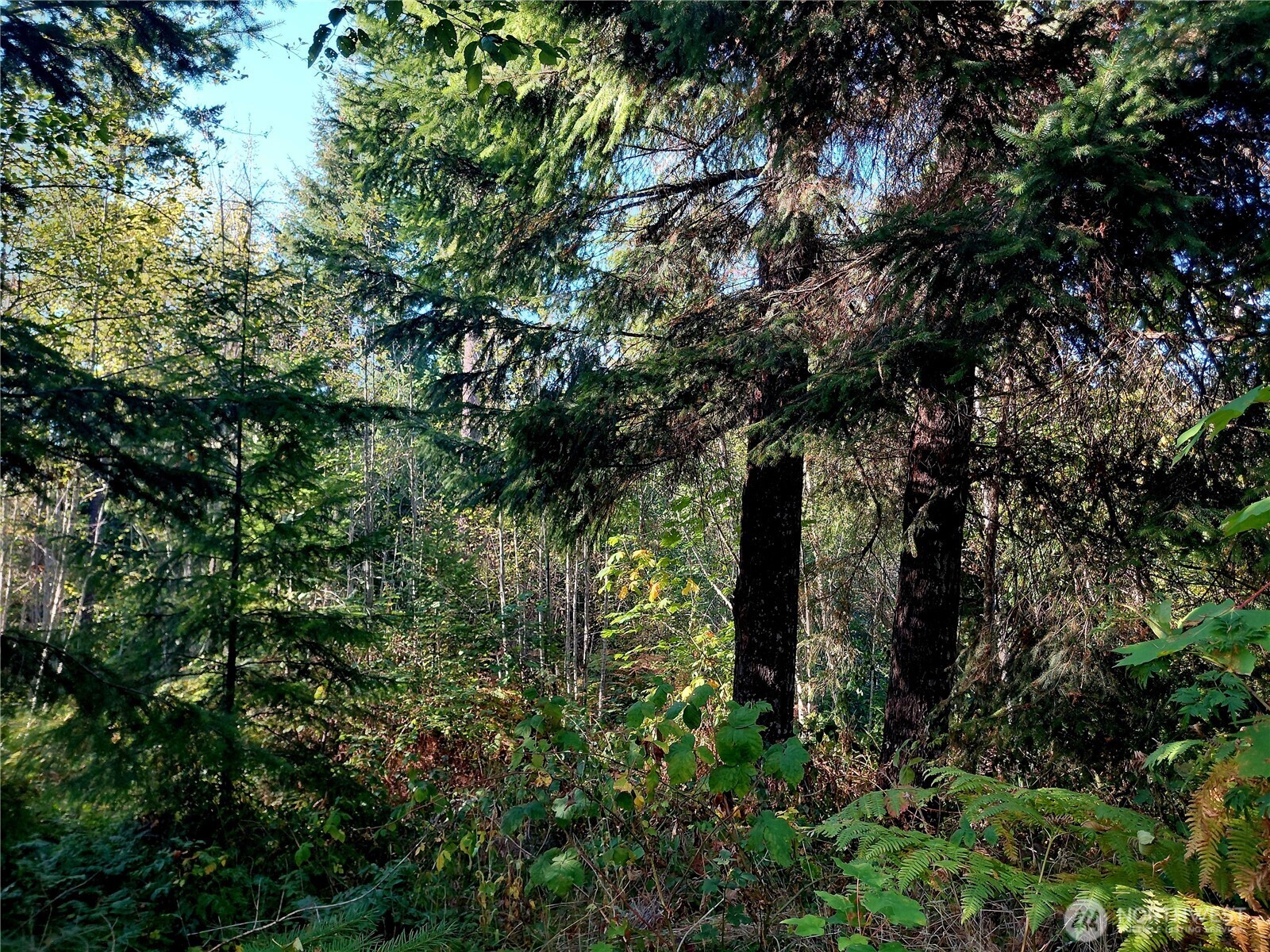 0 Lot 7 Buck Drive Property Photo 23