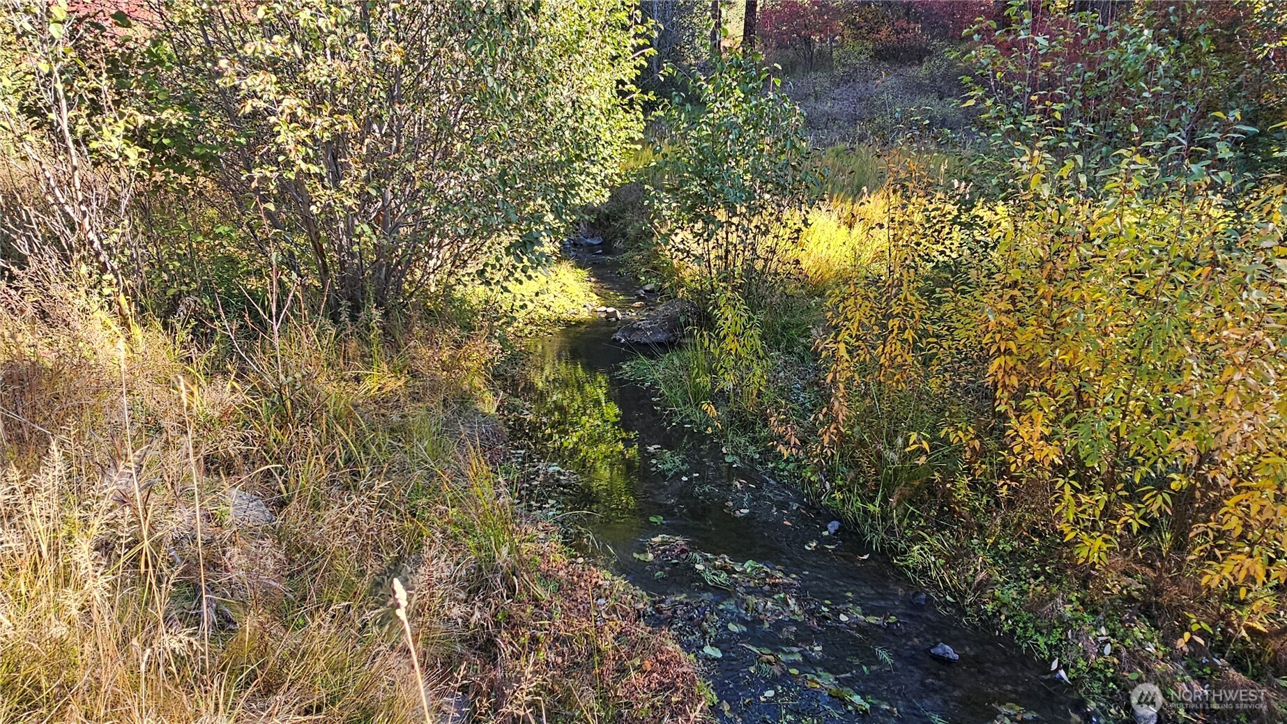 81 Williams Creek Property Photo 3