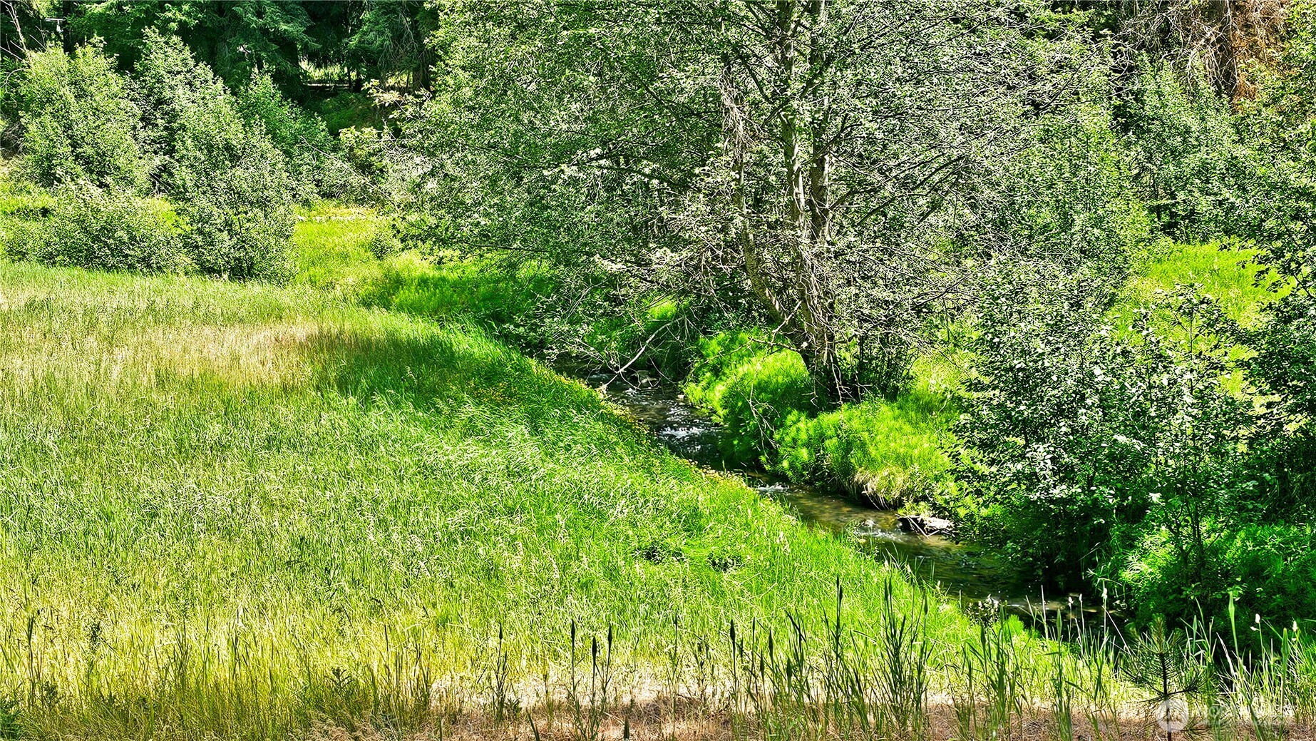 81 Williams Creek Property Photo 7