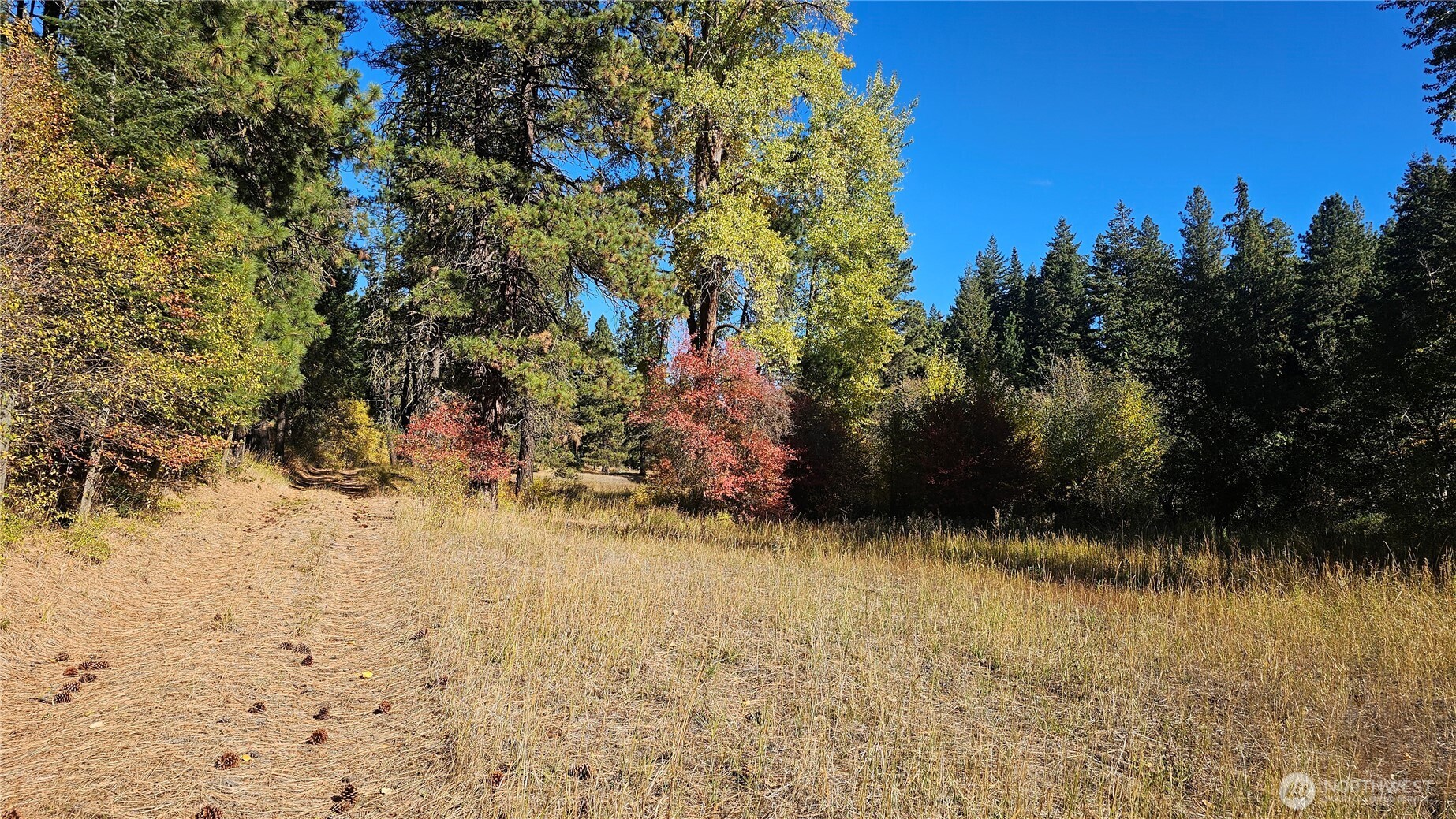 81 Williams Creek Property Photo 14