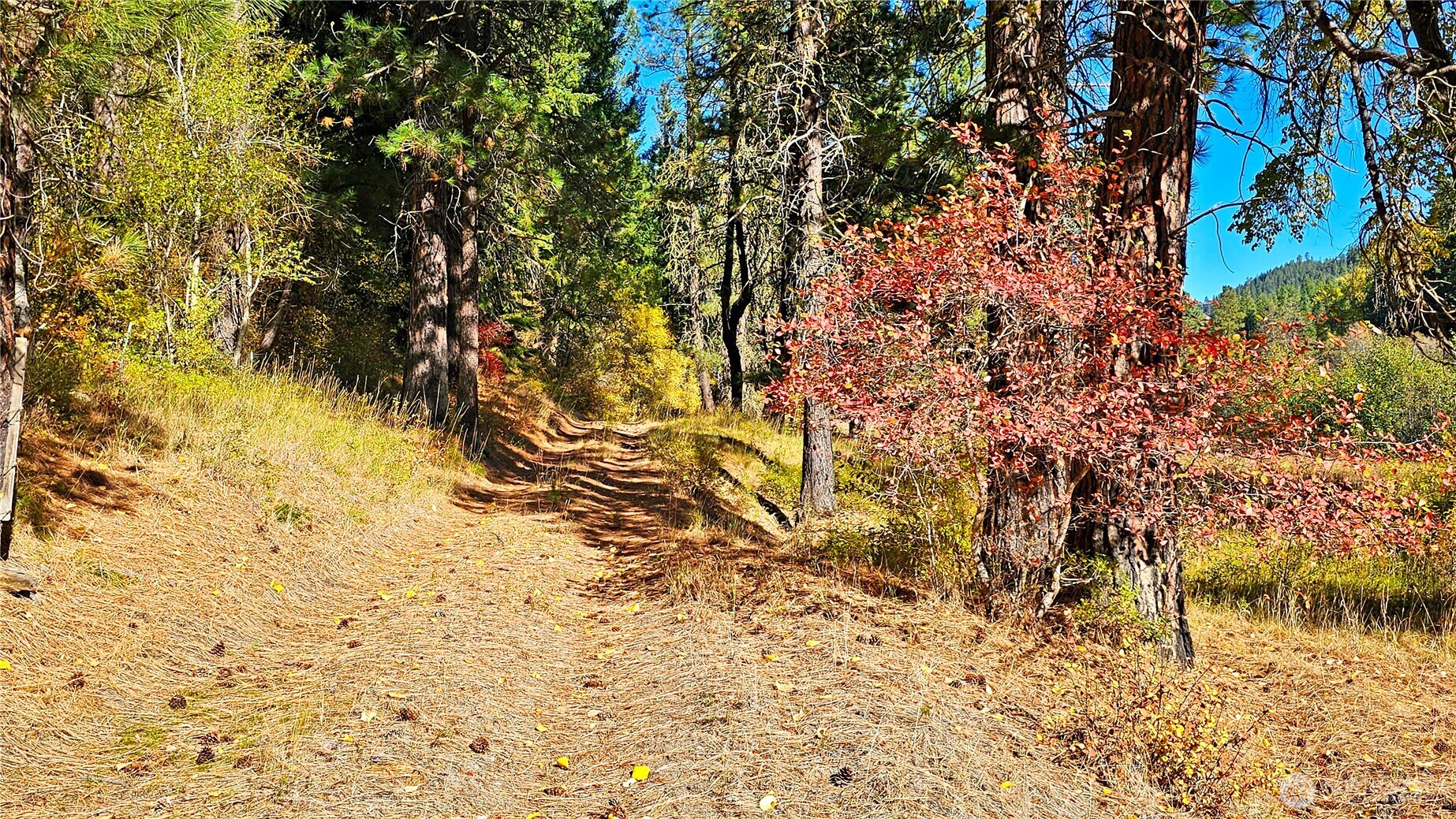 81 Williams Creek Property Photo 29