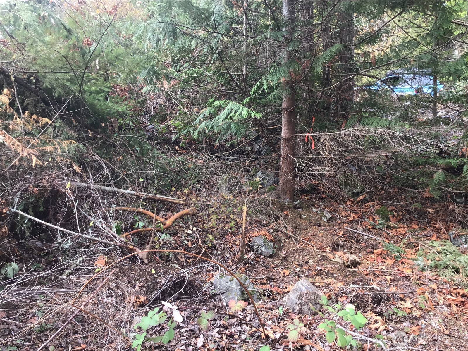 11939 New Morning Drive Property Photo 13