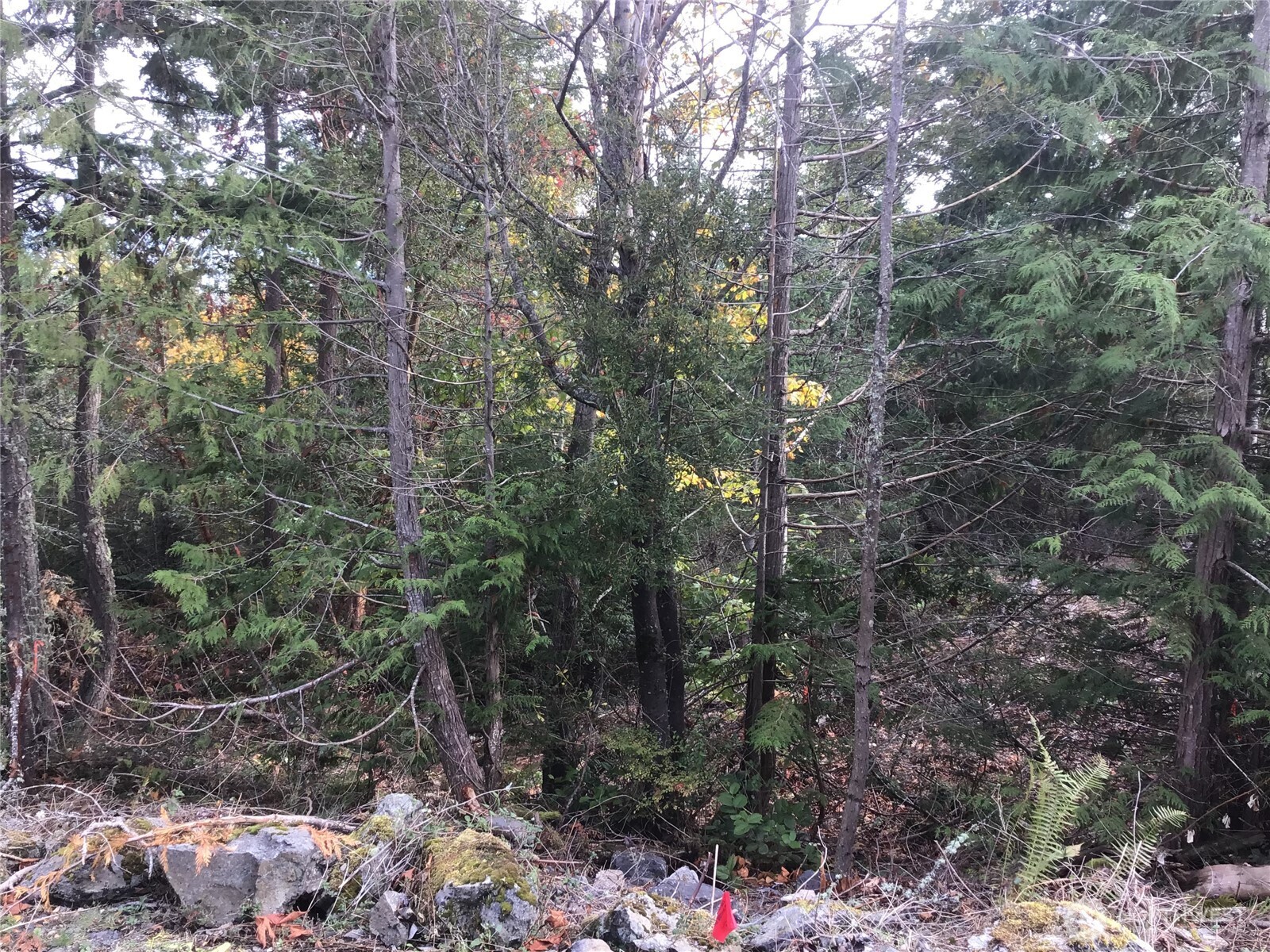 11939 New Morning Drive Property Photo 21