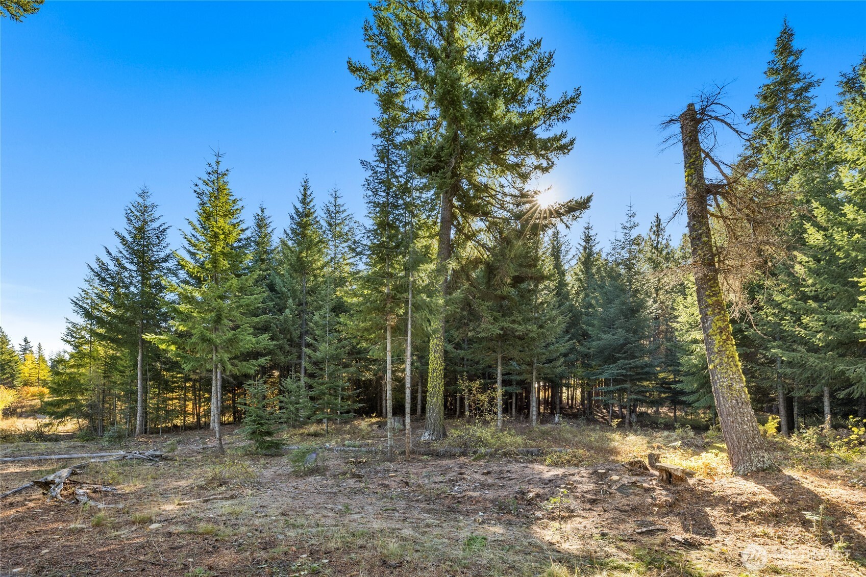 430 Iron Monarch Loop Property Photo 9