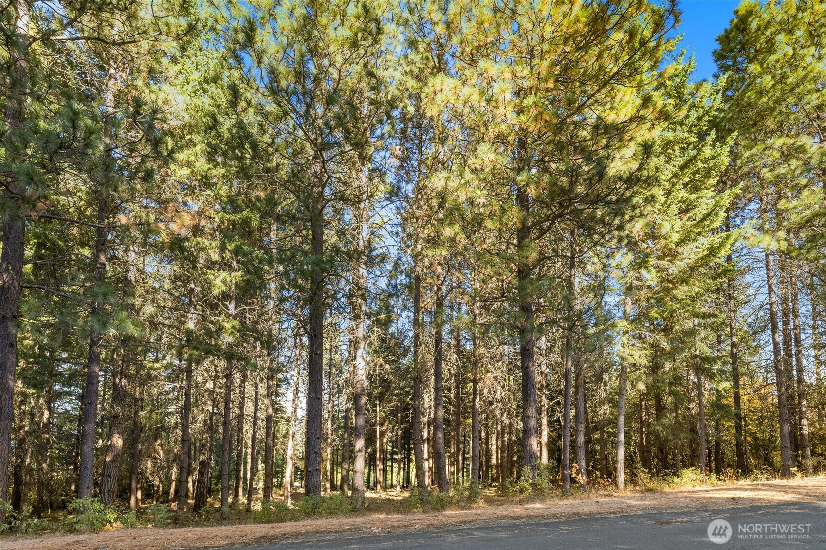 430 Iron Monarch Loop Property Photo 11
