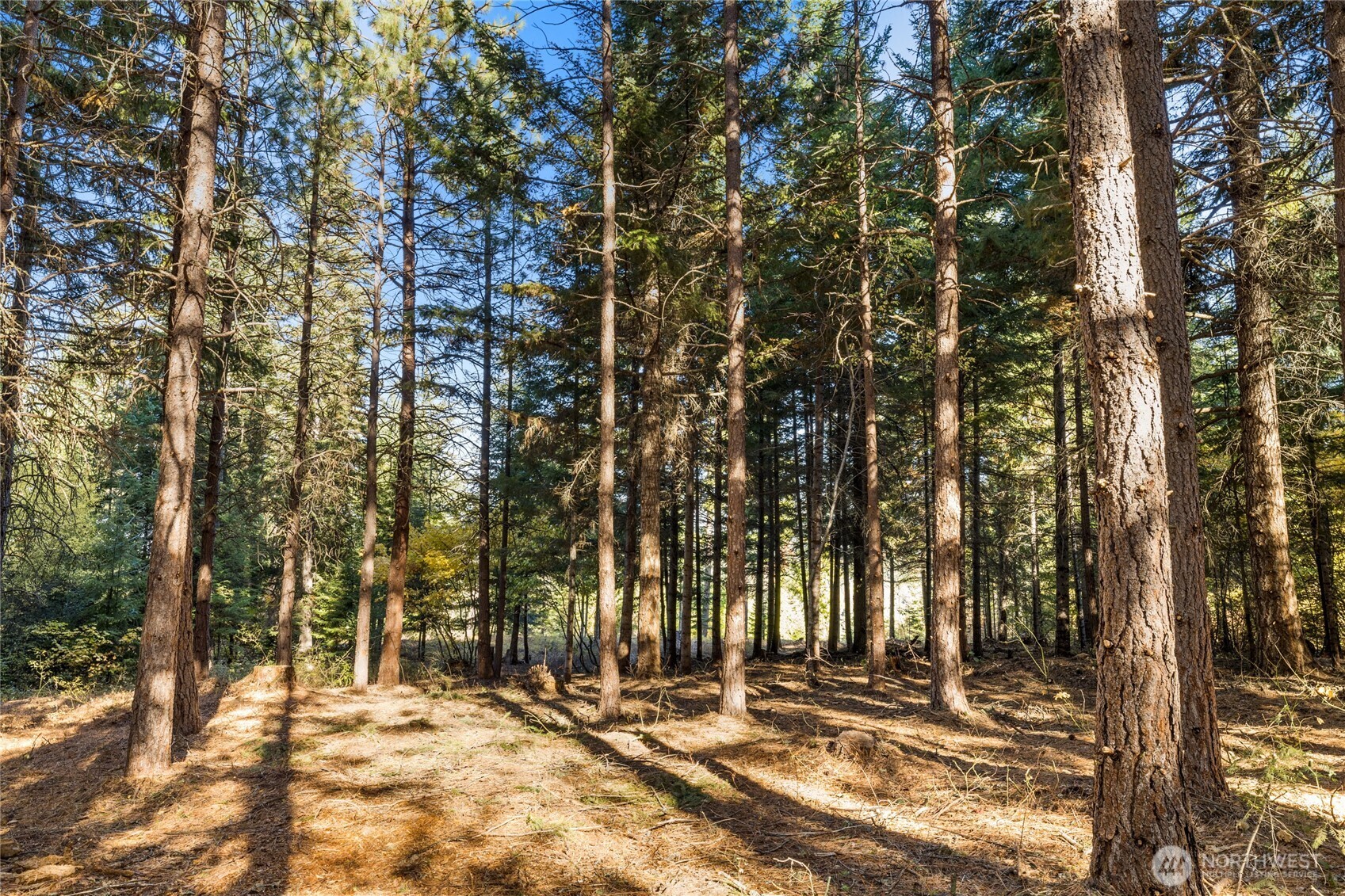 430 Iron Monarch Loop Property Photo 13