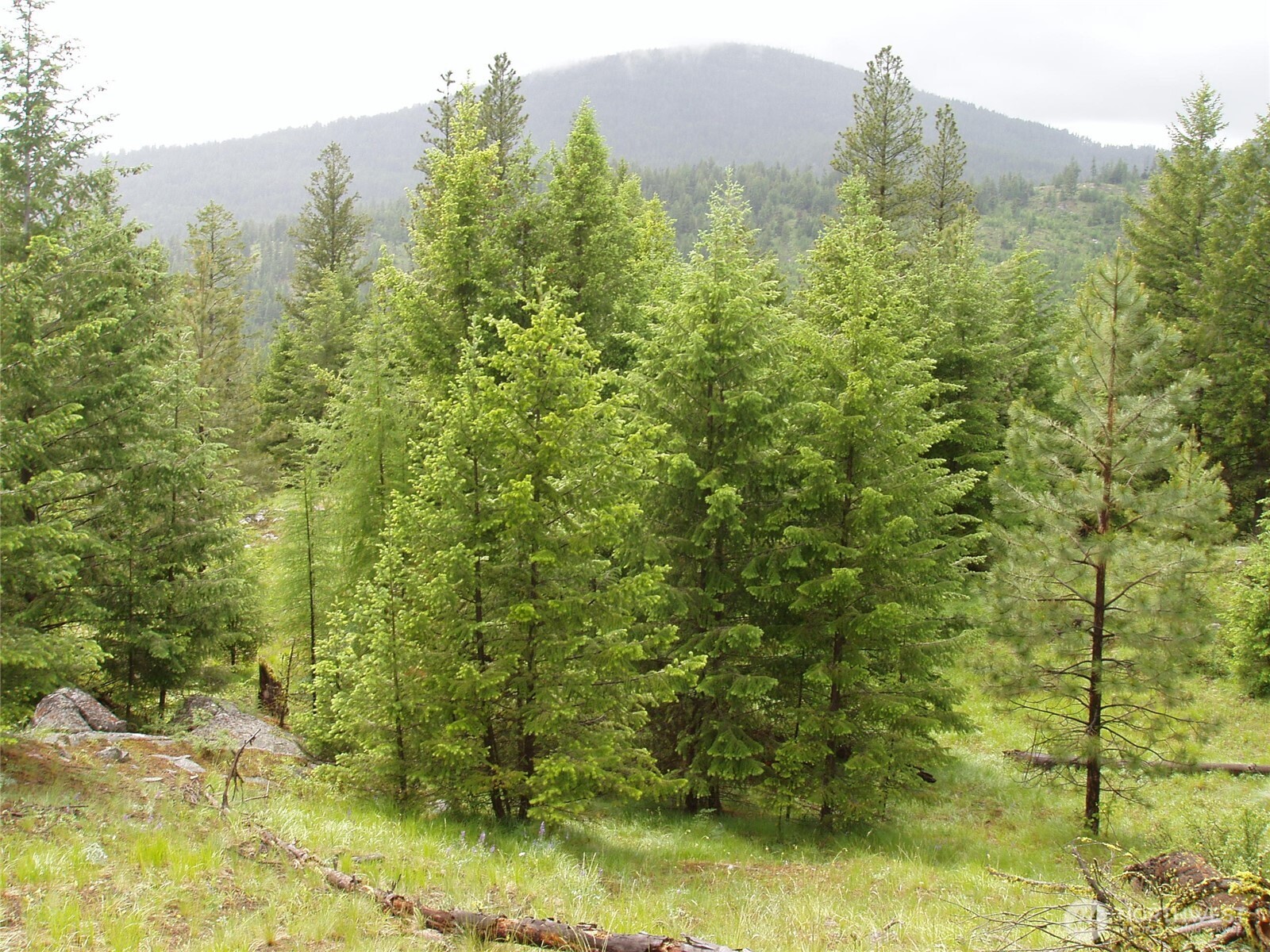 0 Xxx Turner Lake Road Property Photo 2