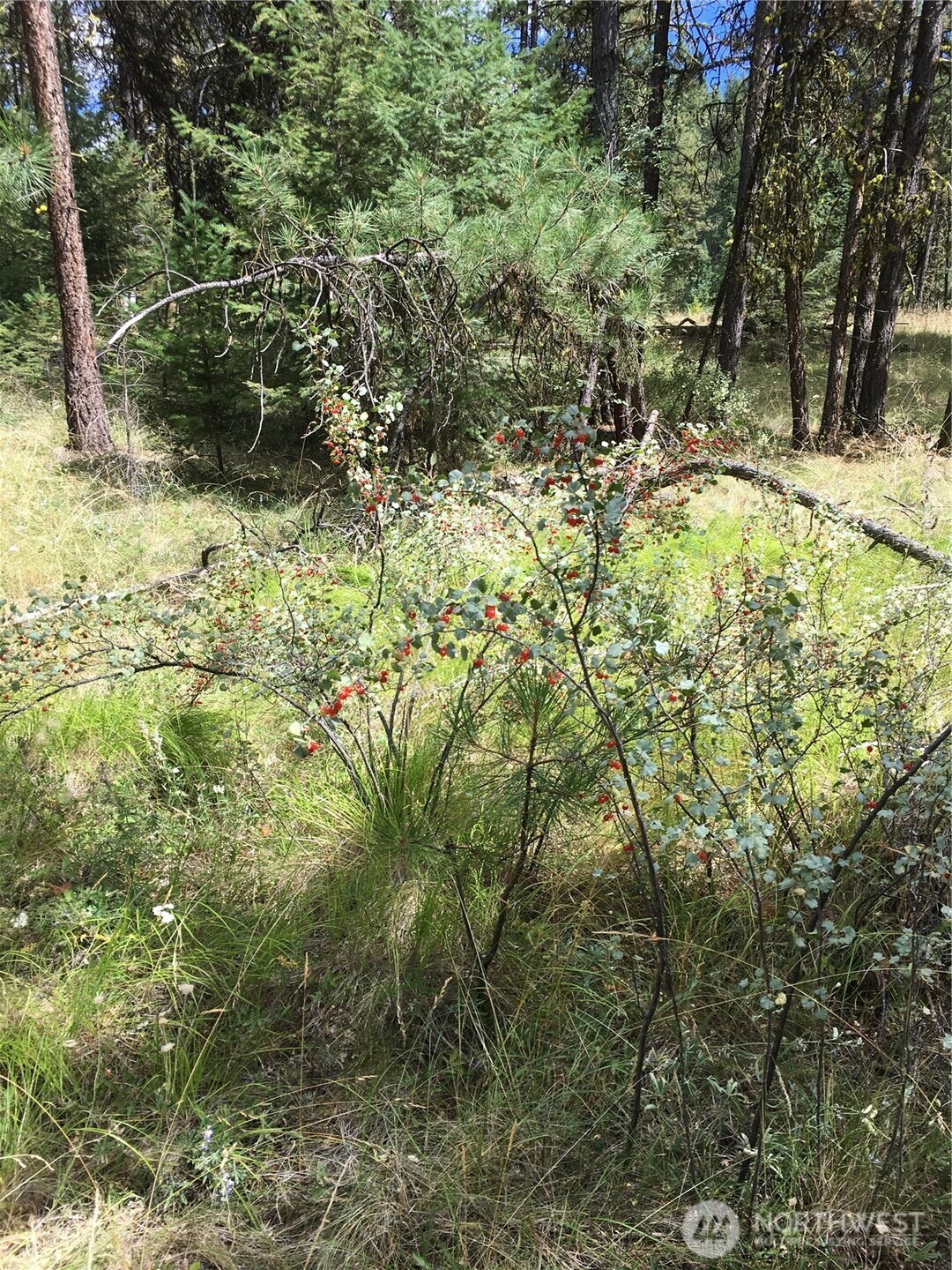 0 Xxx Turner Lake Road Property Photo 19