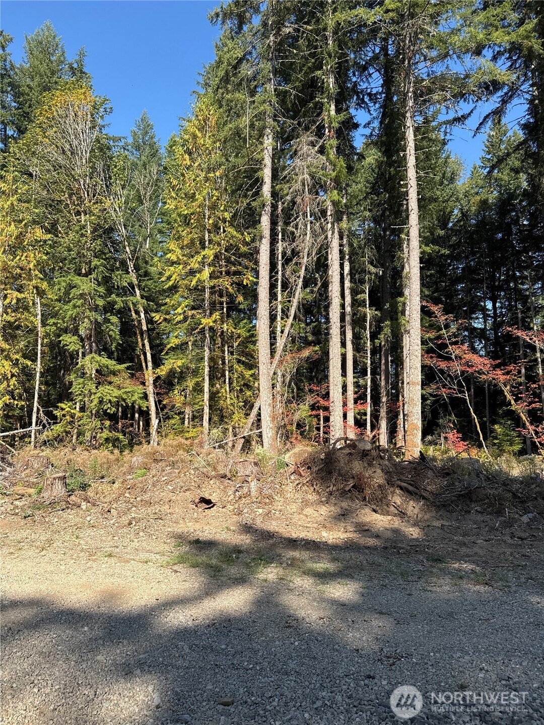 0 Mineral Creek Road Property Photo 10
