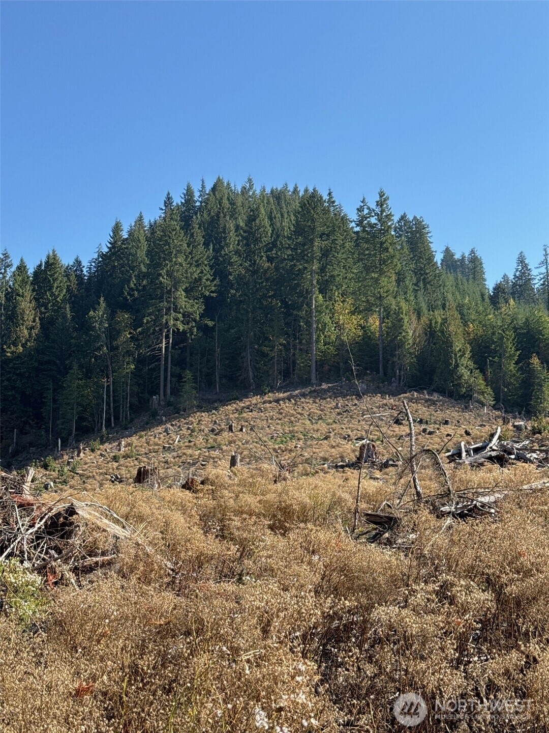 0 Mineral Creek Road Property Photo 17