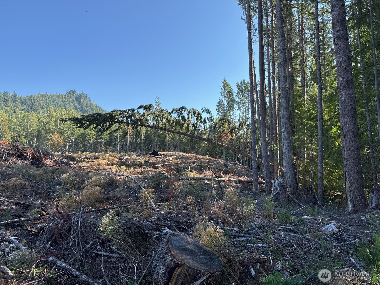 0 Mineral Creek Road Property Photo 18