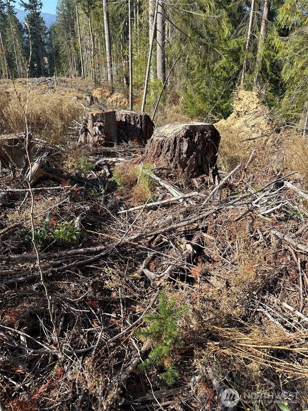 0 Mineral Creek Road Property Photo 20