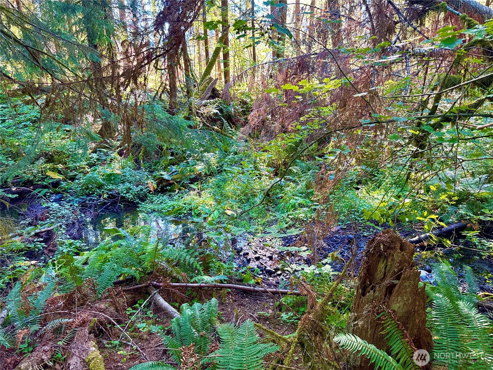 0 Mineral Creek Road Property Photo 22