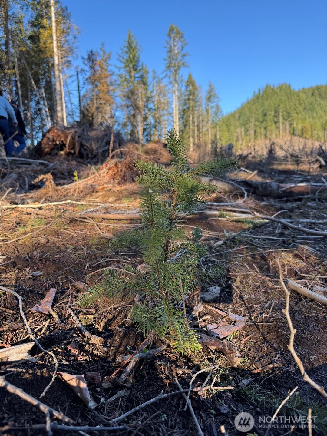 0 Mineral Creek Road Property Photo 31