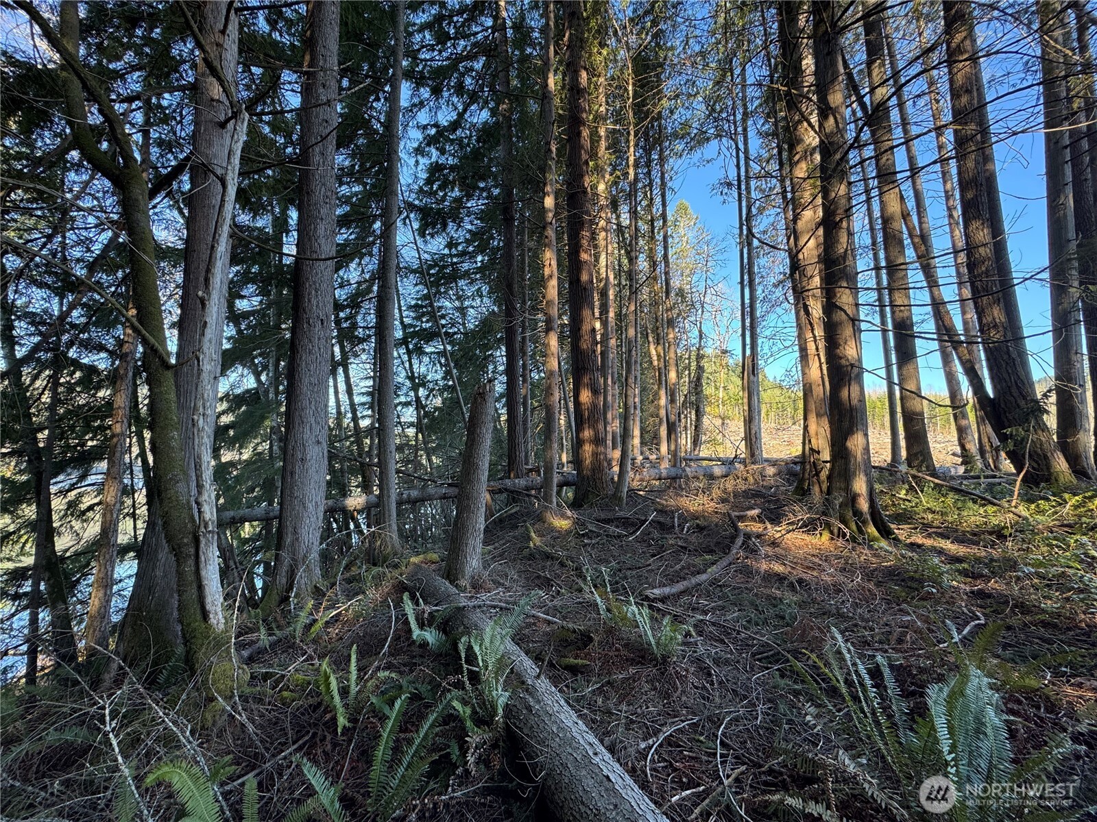 0 Mineral Creek Road Property Photo 34