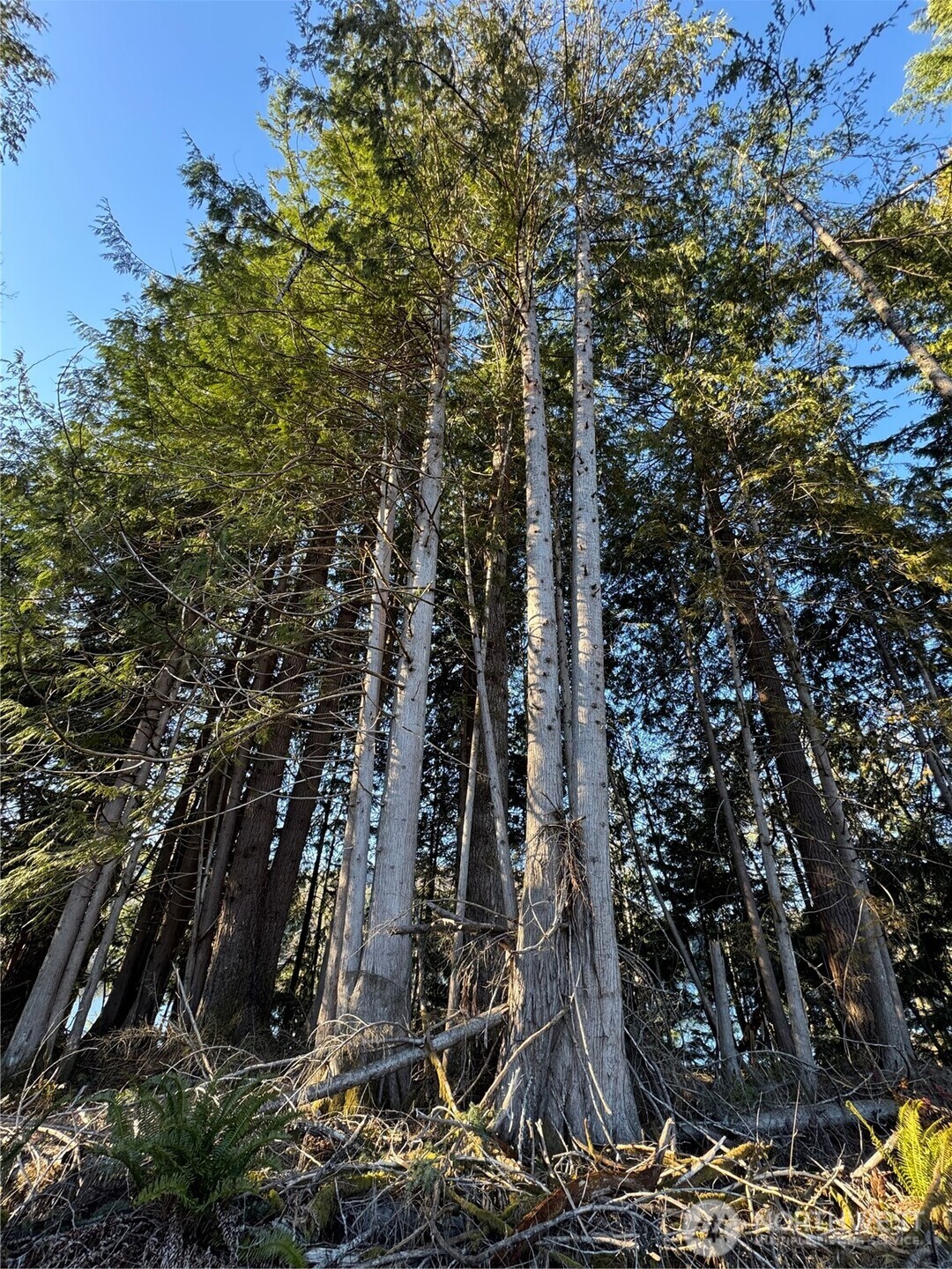 0 Mineral Creek Road Property Photo 35
