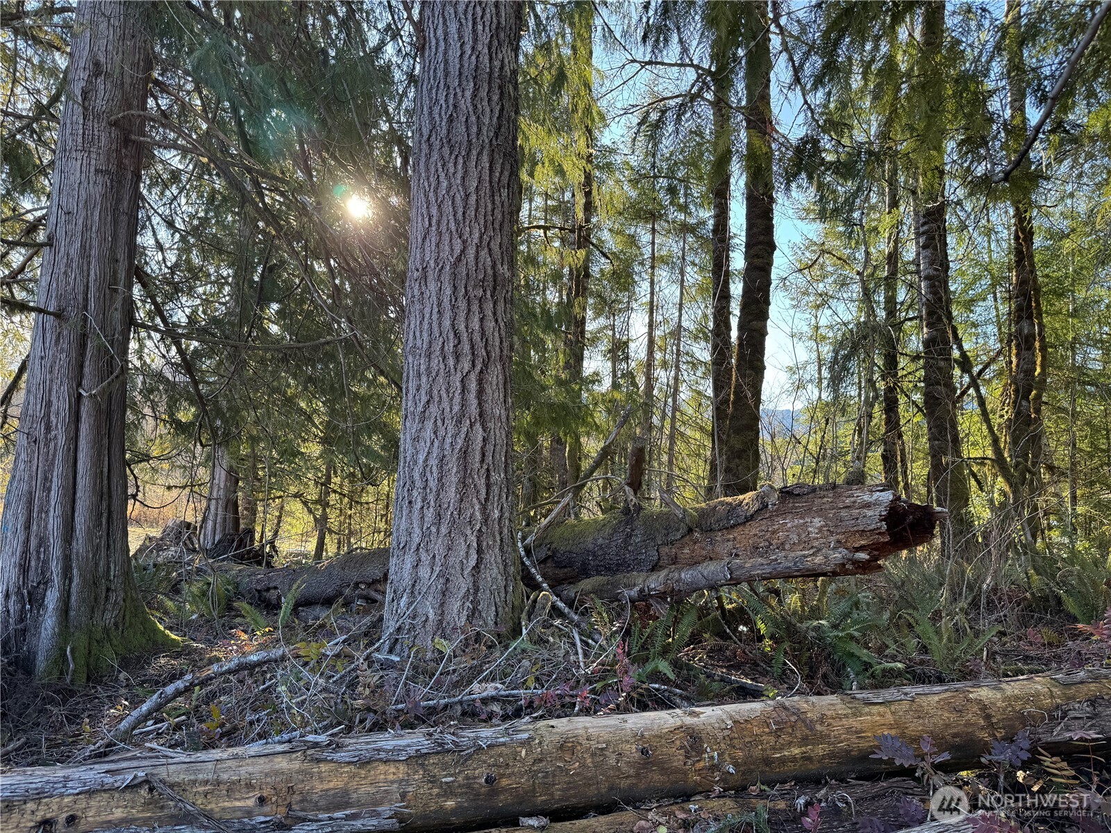 0 Mineral Creek Road Property Photo 36
