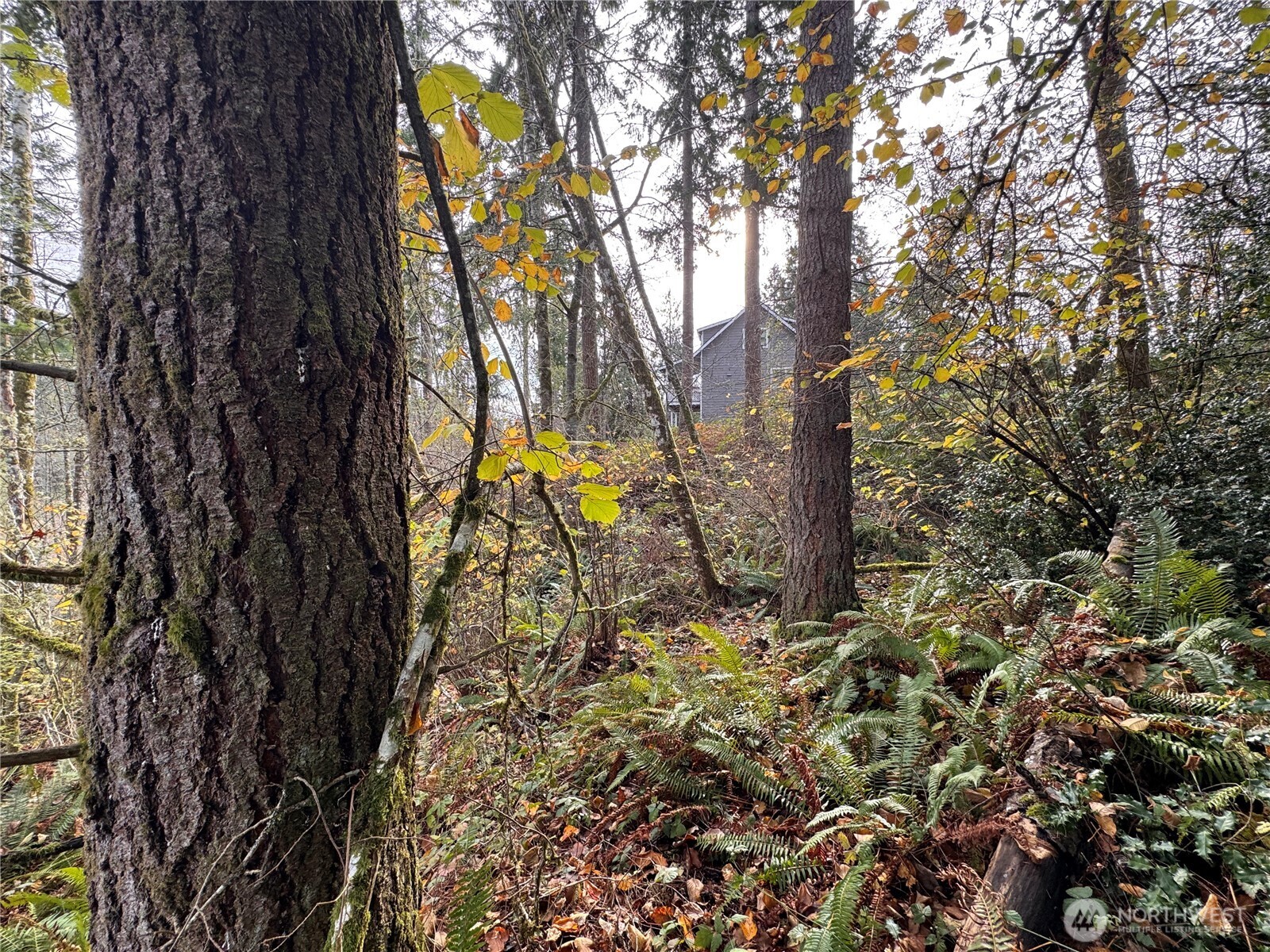 1618 Maple Valley Drive Property Photo 7
