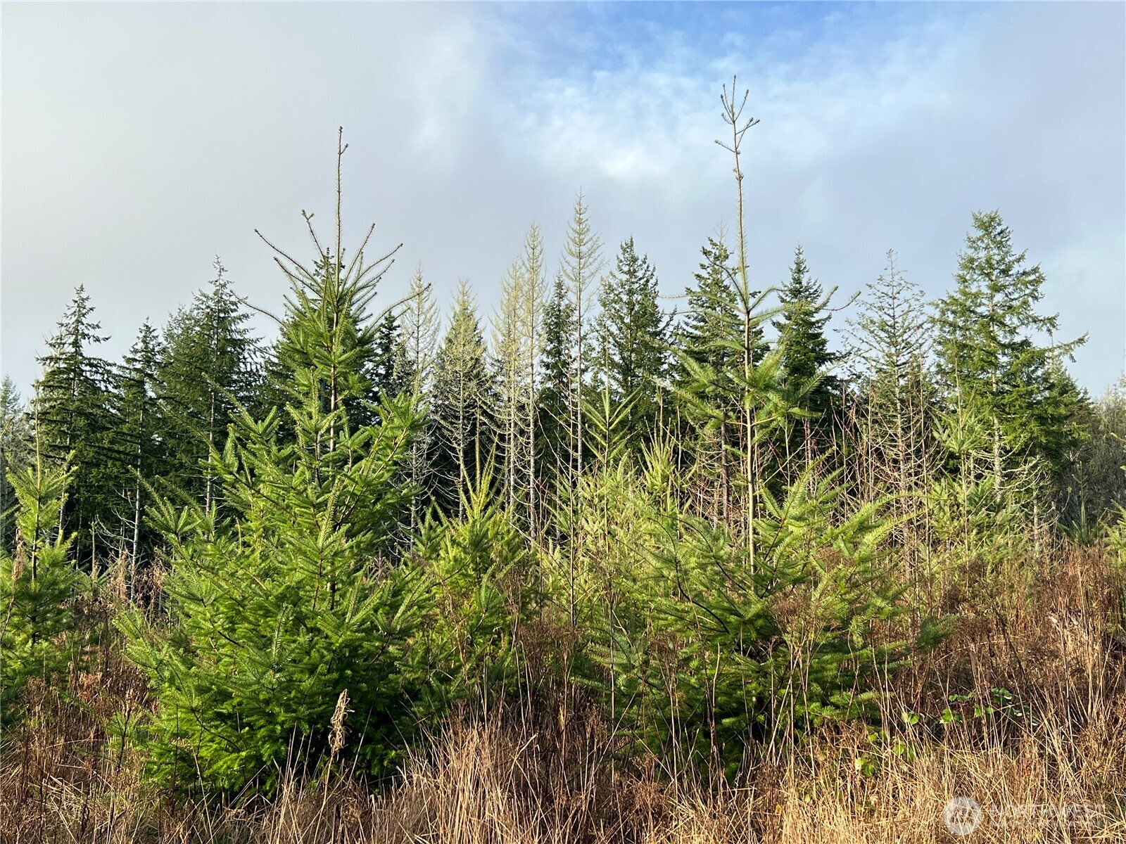 3 Xxx Snow Creek Road Property Photo 17