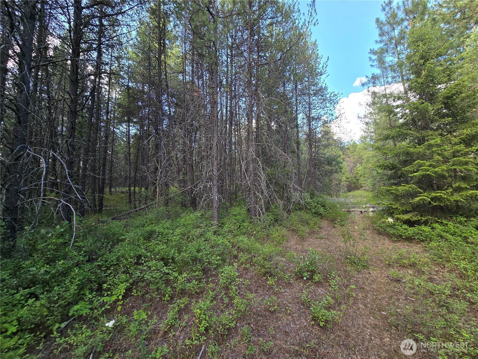 0 W Jump Off Joe Road Property Photo 6