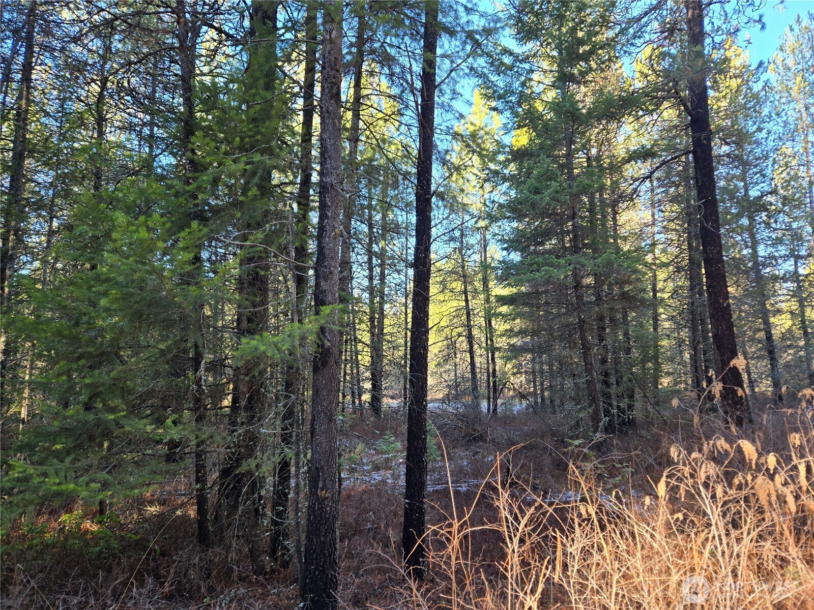 0 W Jump Off Joe Road Property Photo 8