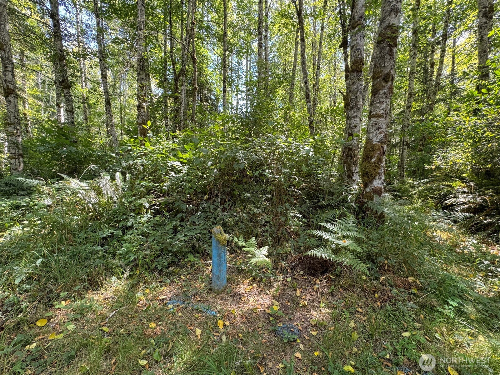 0 Thompson Road Property Photo 7