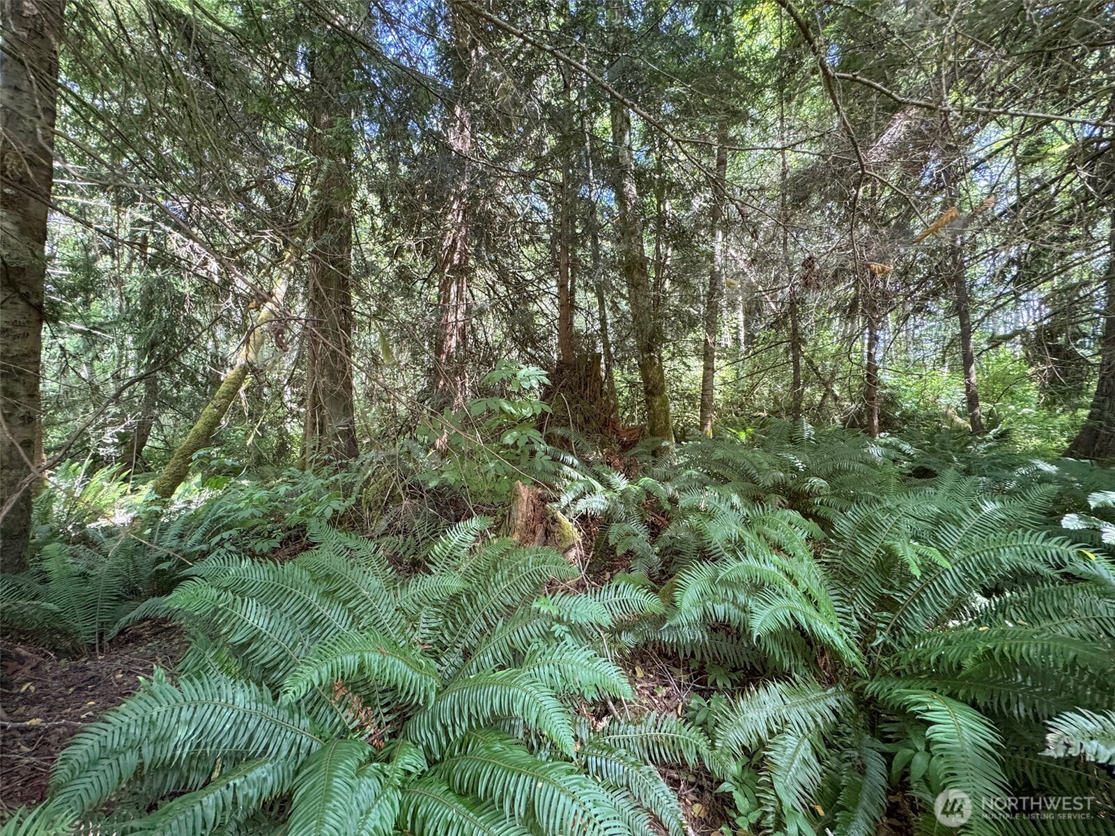 0 Thompson Road Property Photo 8