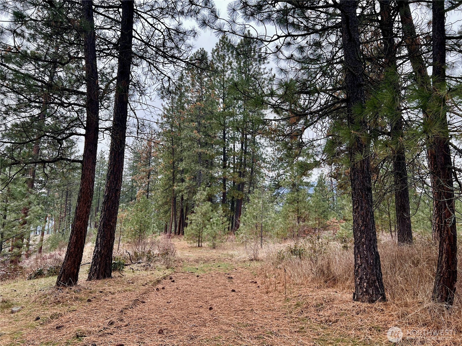 0 4398tbd Northport Flat Creek Road Property Photo 5
