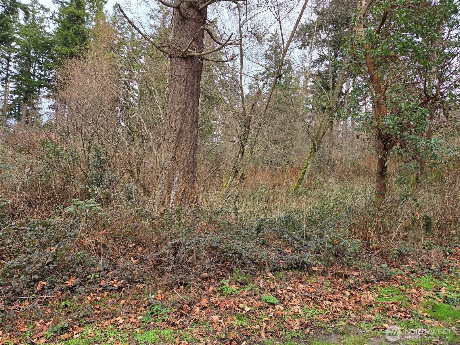 103 B Whidbey Island Drive Property Photo 3