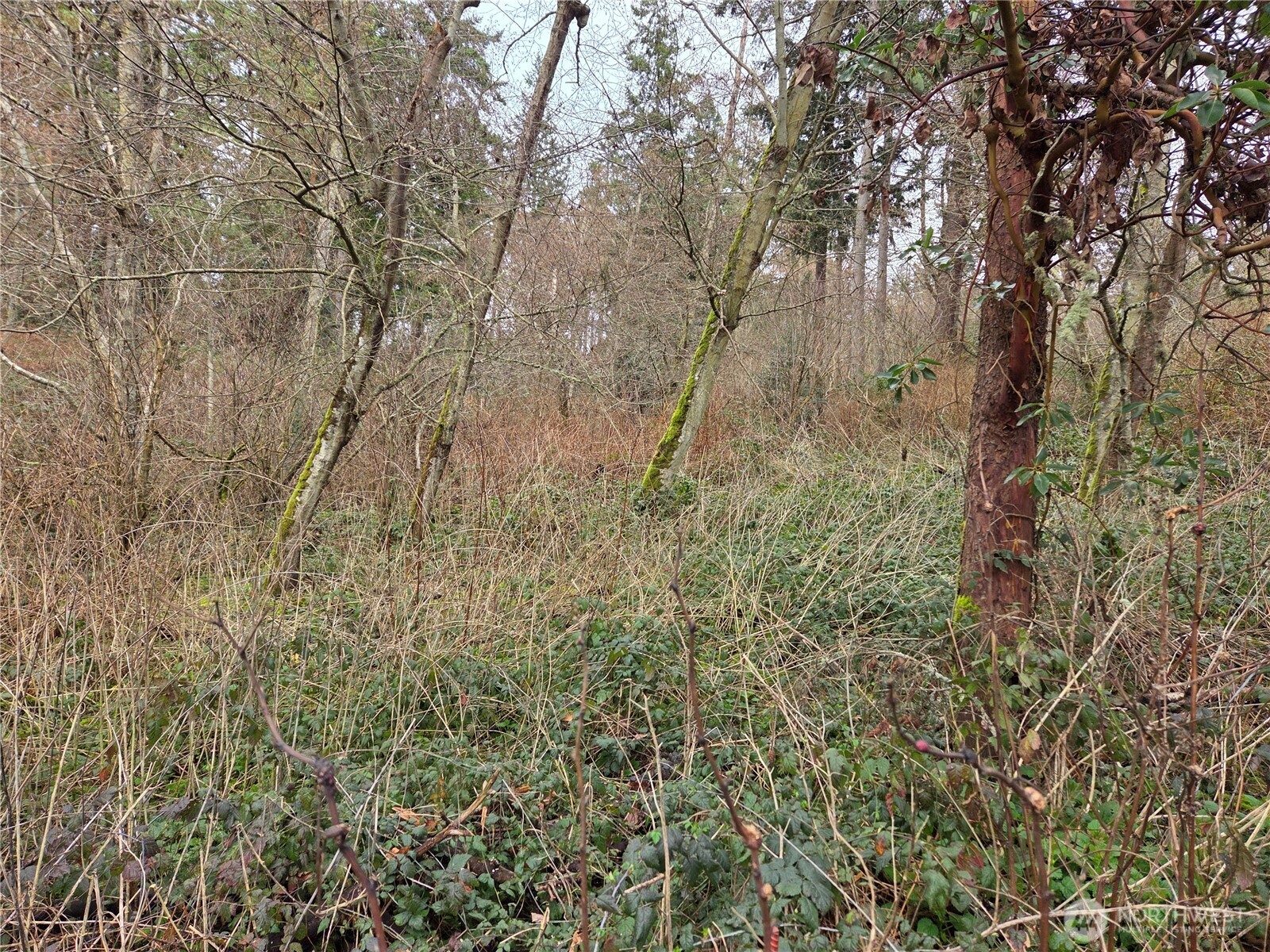 103 B Whidbey Island Drive Property Photo 4