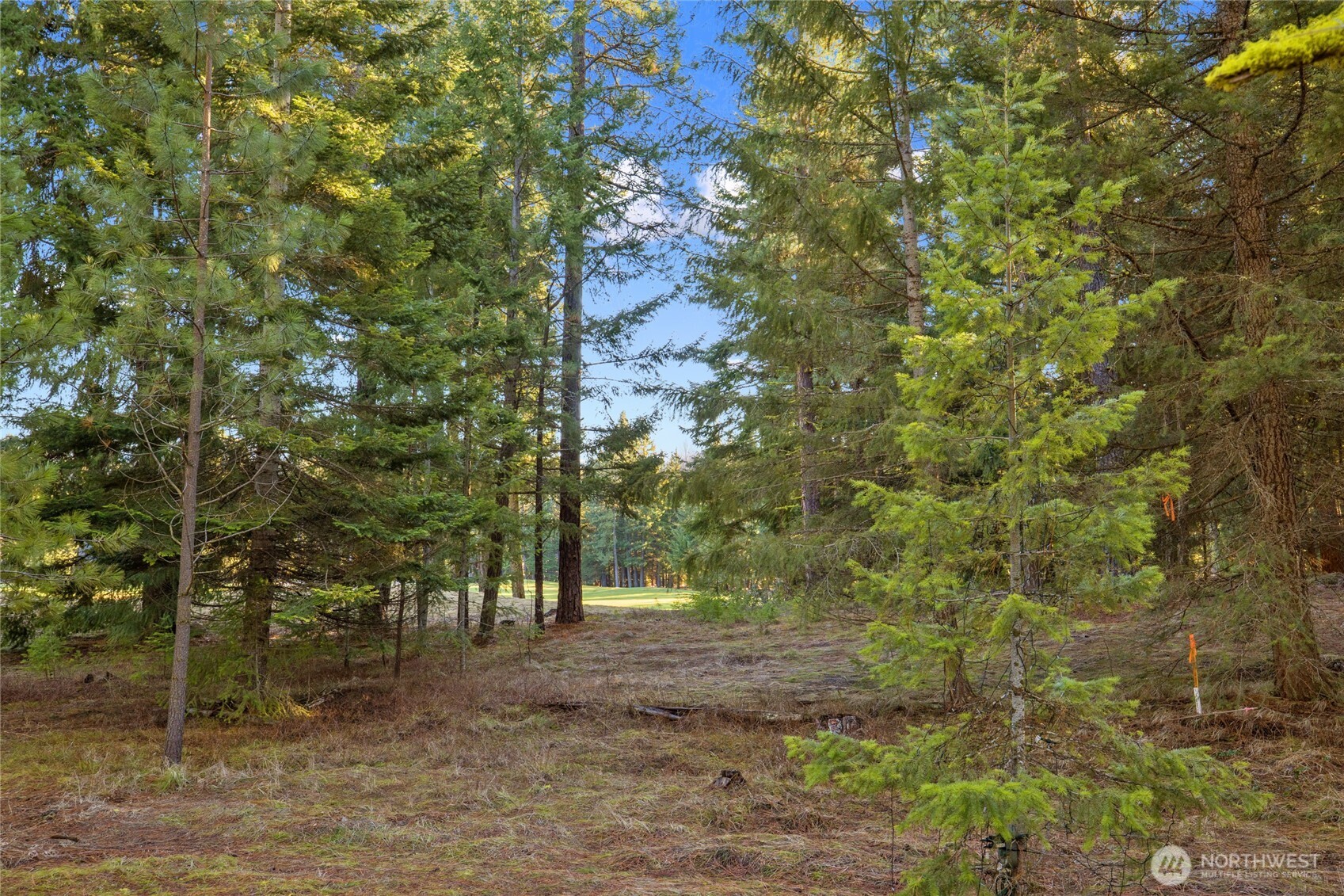 150 Bunchberry Court Property Photo 11