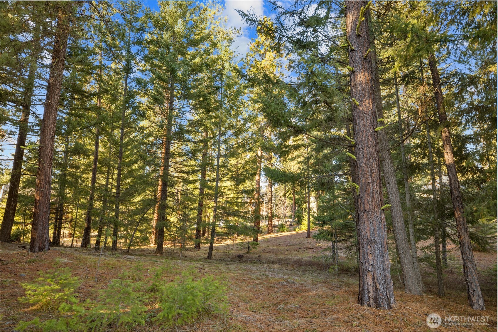 150 Bunchberry Court Property Photo 13