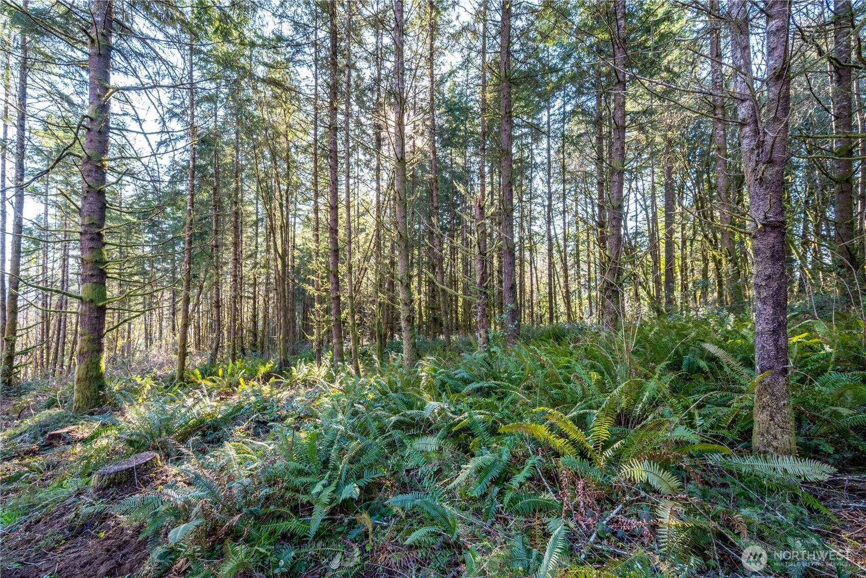 0 Old Tree Farm Drive 1 Property Photo 4