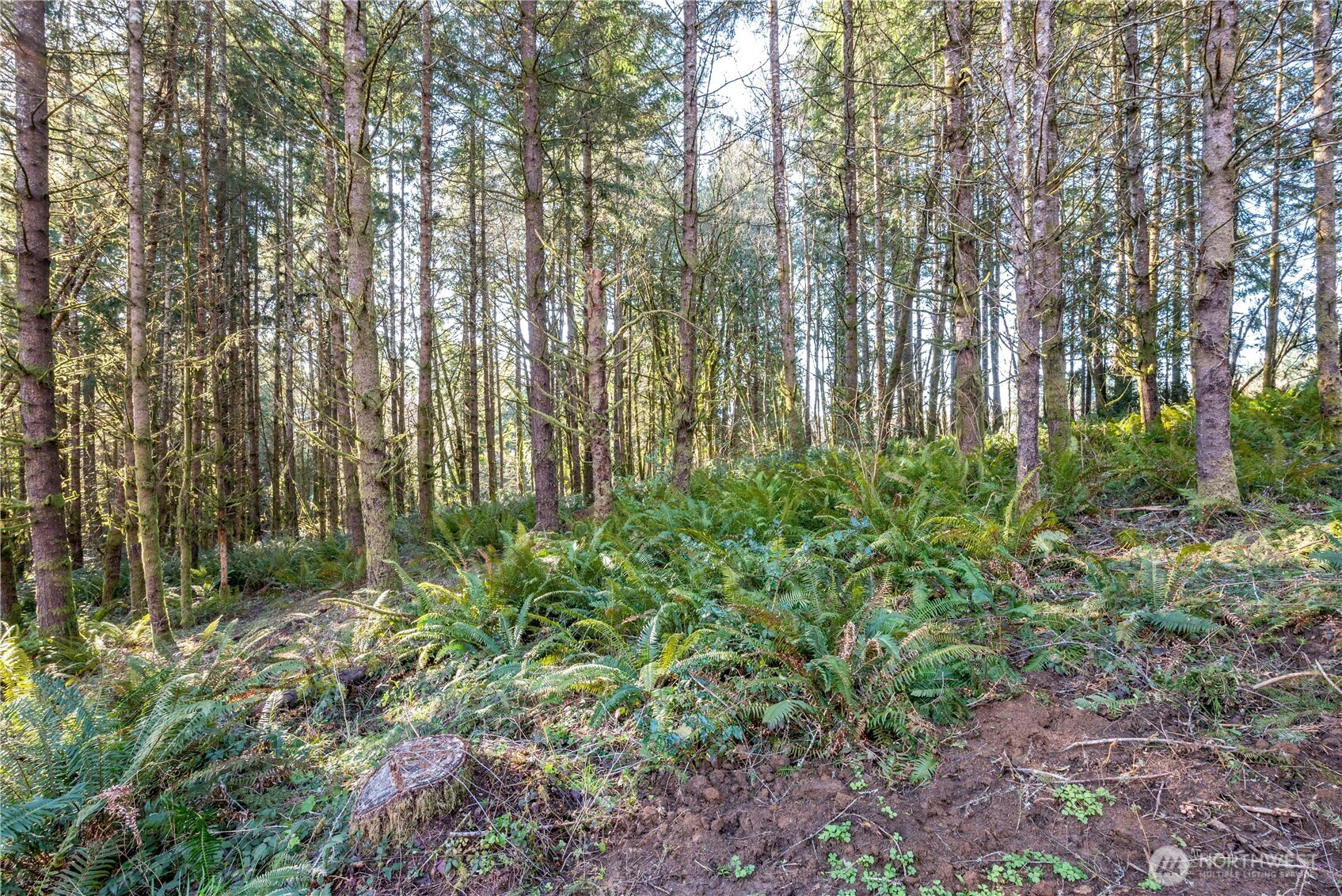 0 Old Tree Farm Drive 1 Property Photo 15