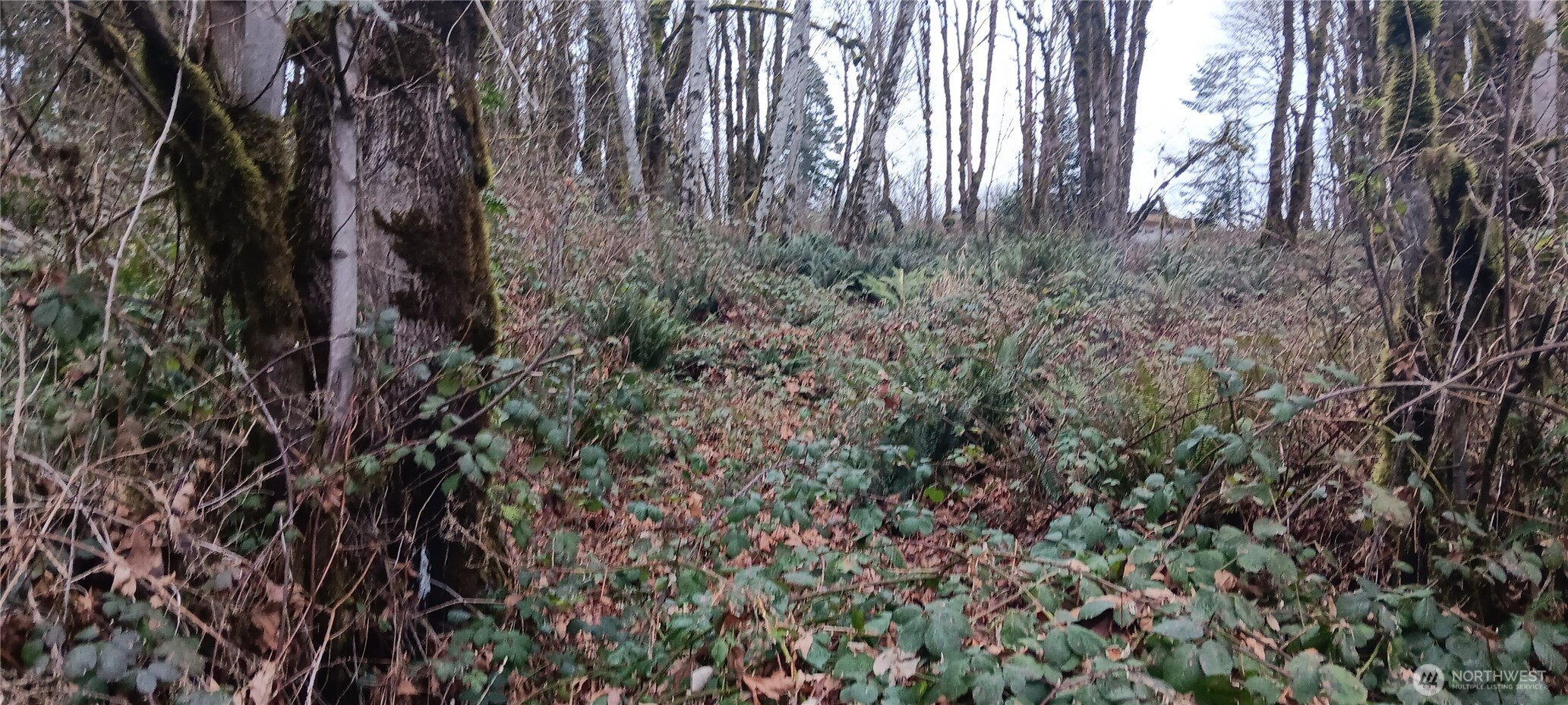 0 W County Line Road Property Photo 1