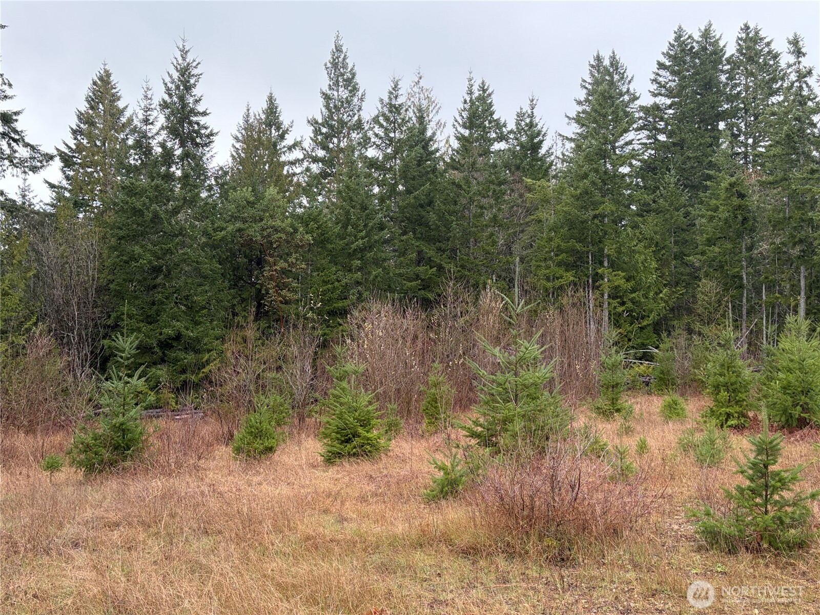 156 Whitney Road Property Photo 35