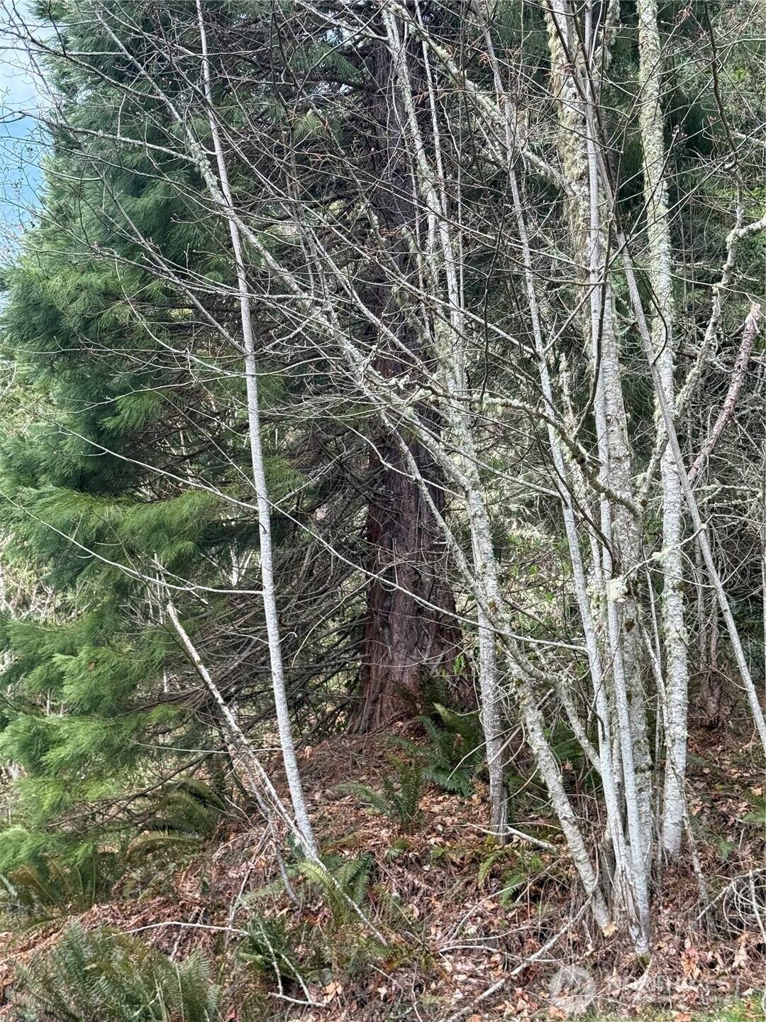 53007 128th Avenue Property Photo 18